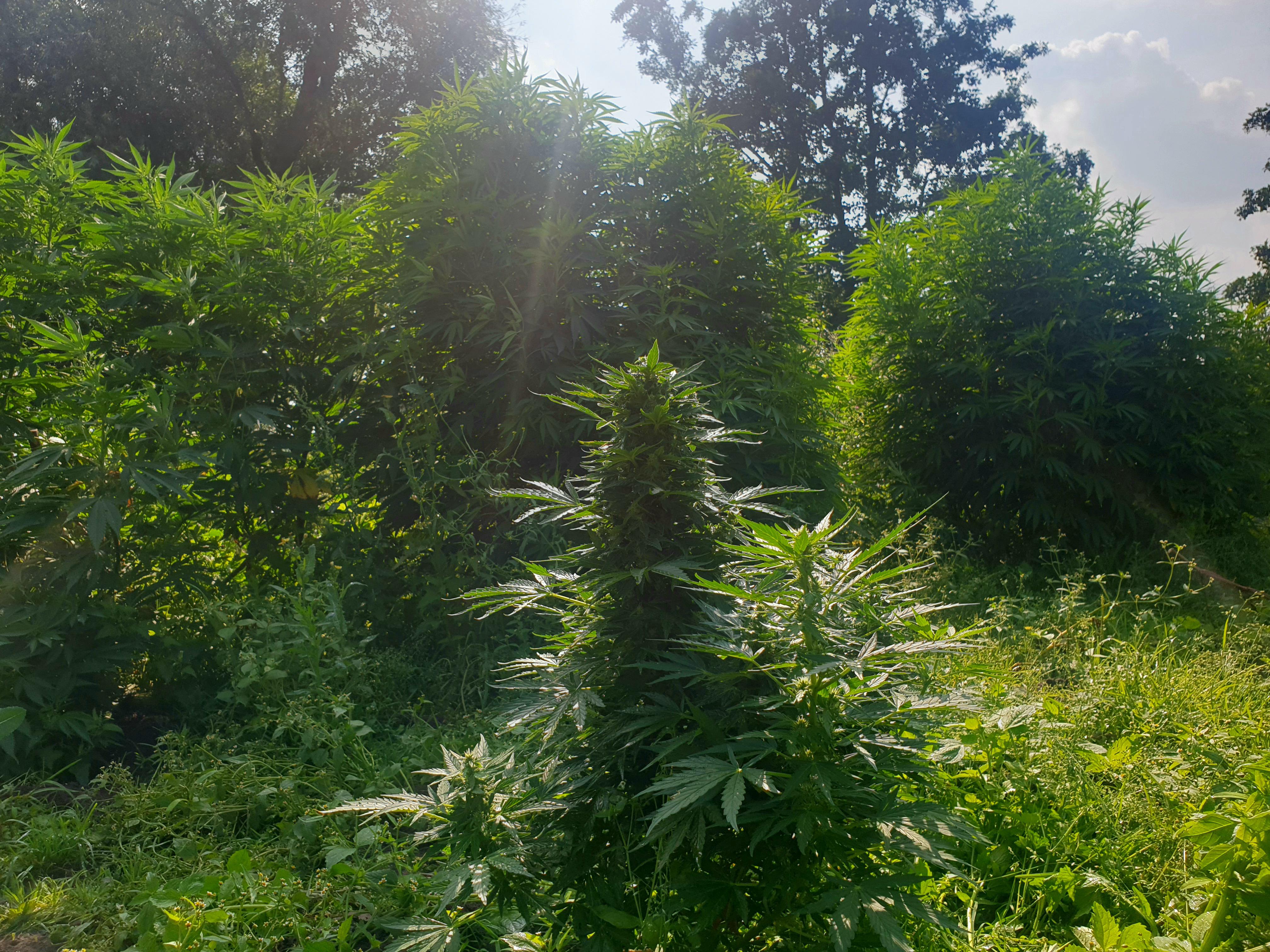 Why Are My Autoflowers So Small at Jason blog