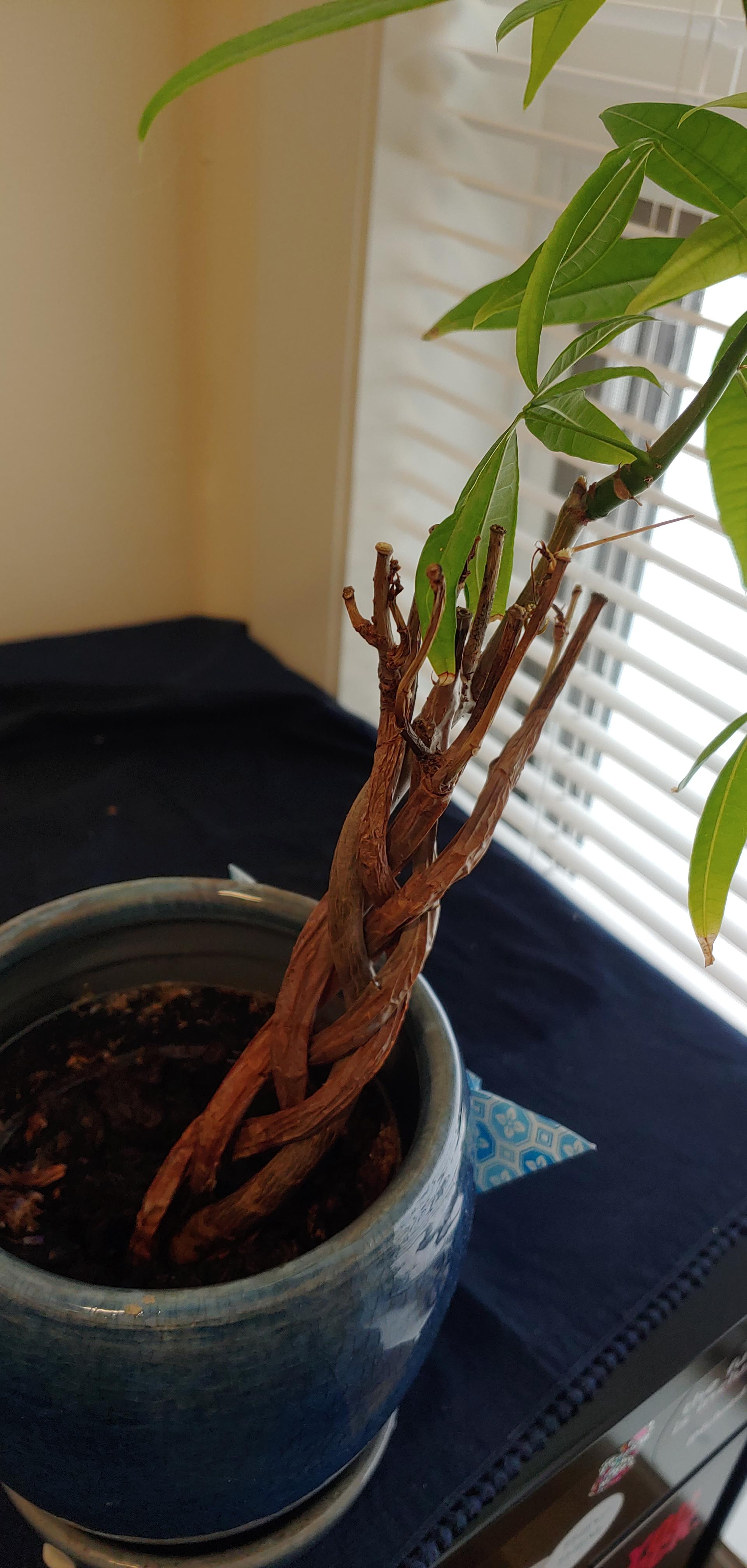 All but one of the branches of my money plant have died. r