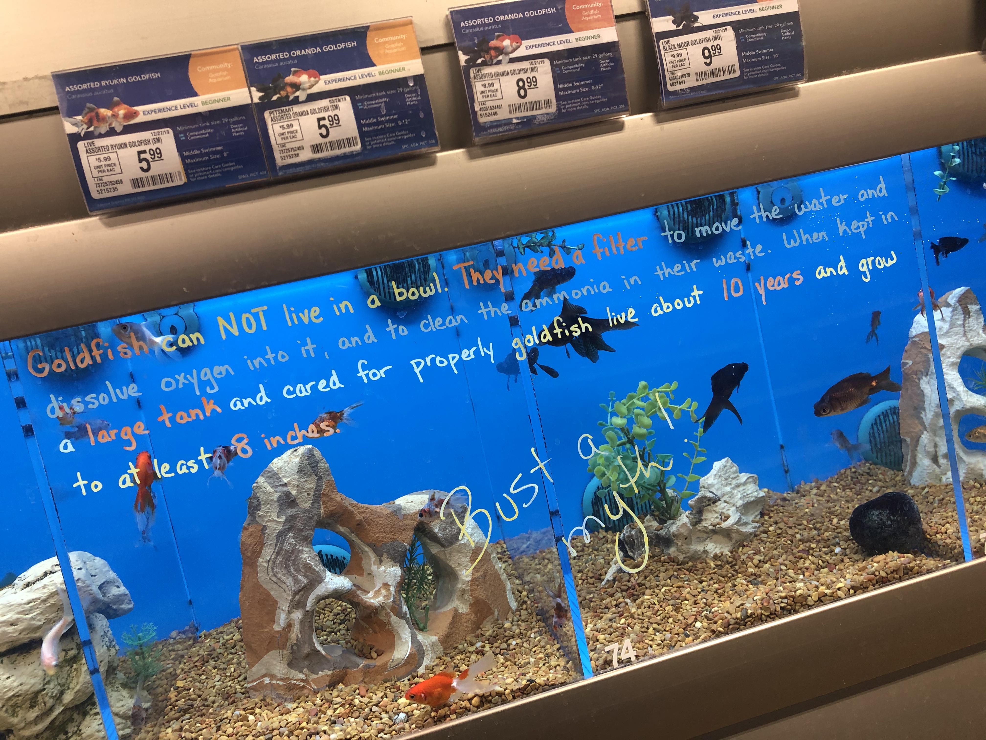 Freshwater Petsmart Fish atelieryuwa.ciao.jp