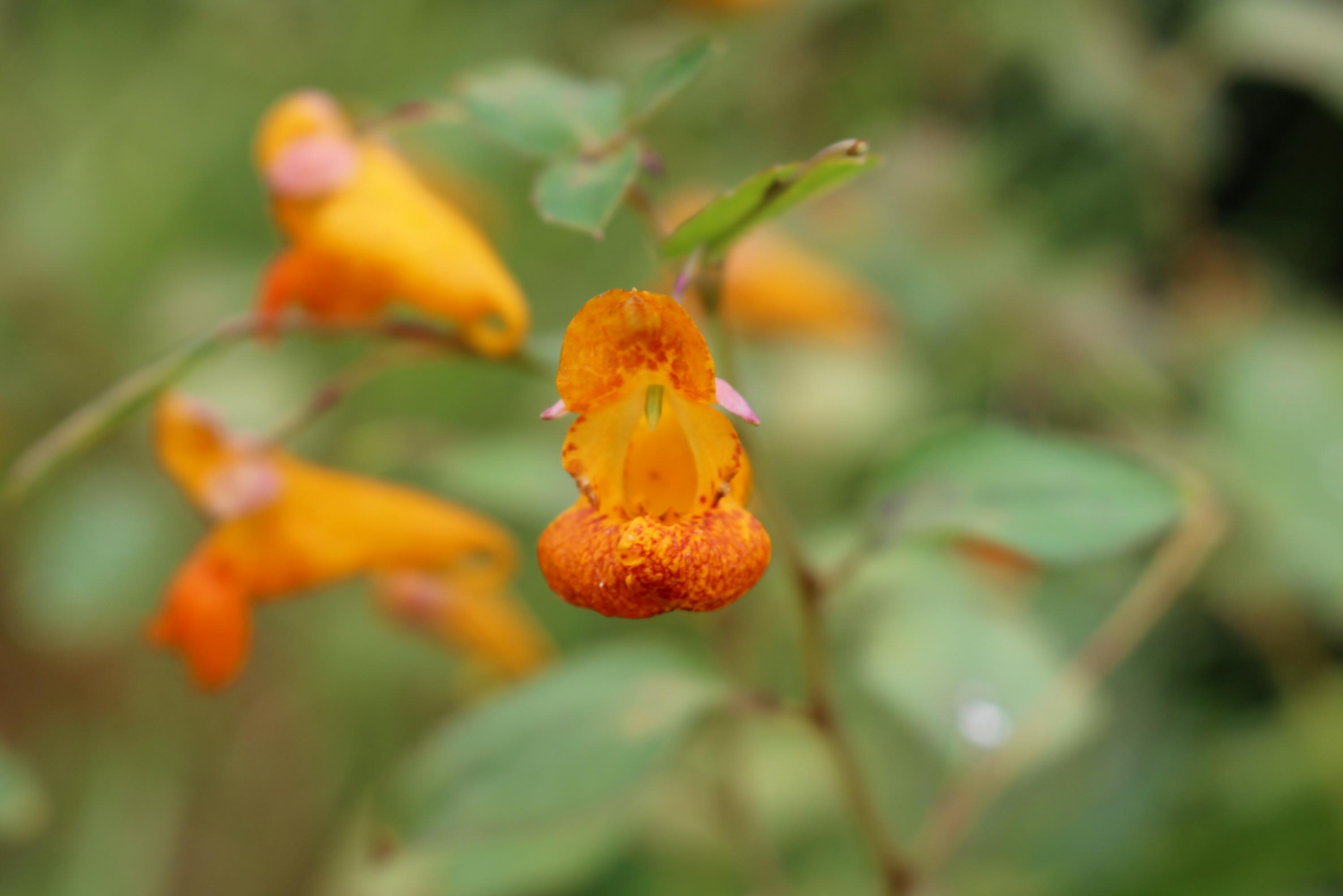 Cape jewelweed (Impatiens capensis) [OC][2997x2000] r/BotanicalPorn