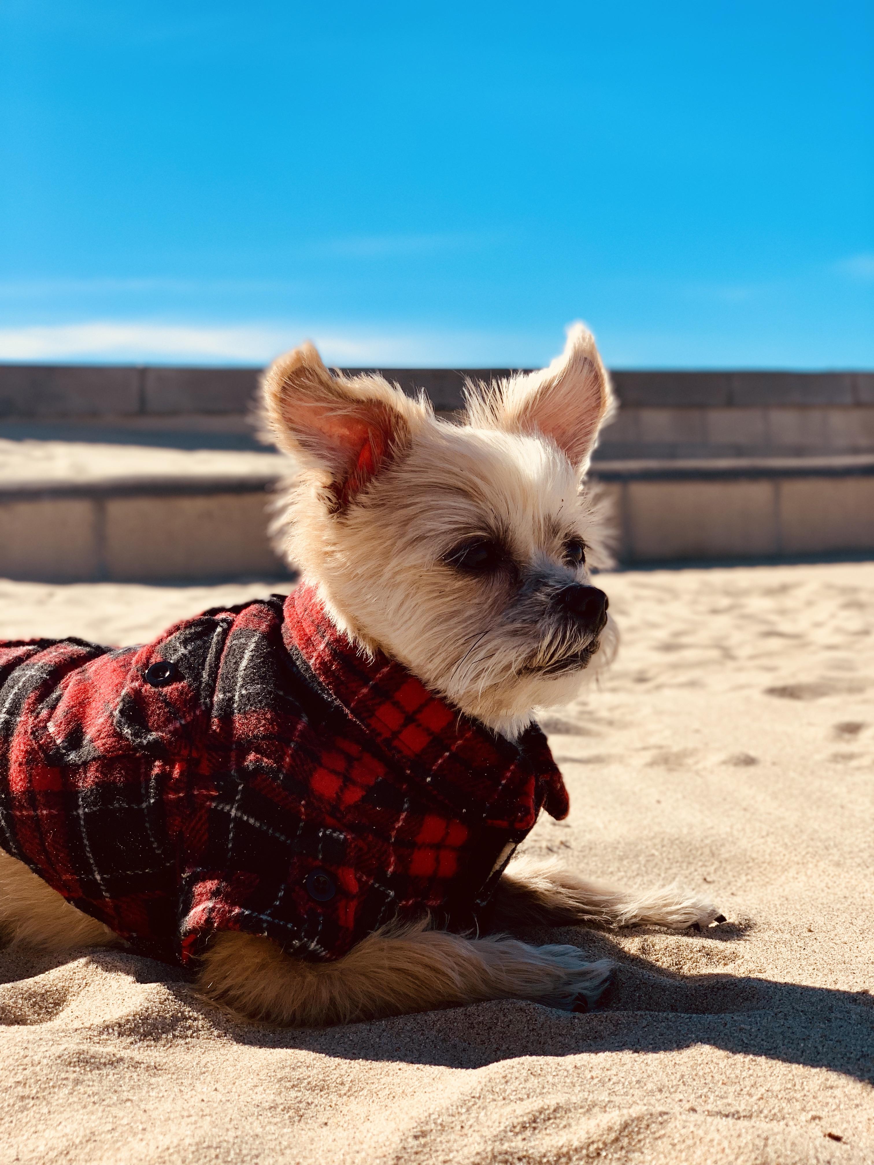 Abercrombie & Fitch now have a puppy model LOL r/aww