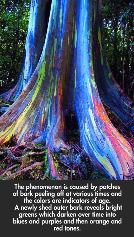 Rainbow Eucalyptus Tree Maui, Hawaii r/interestingasfuck