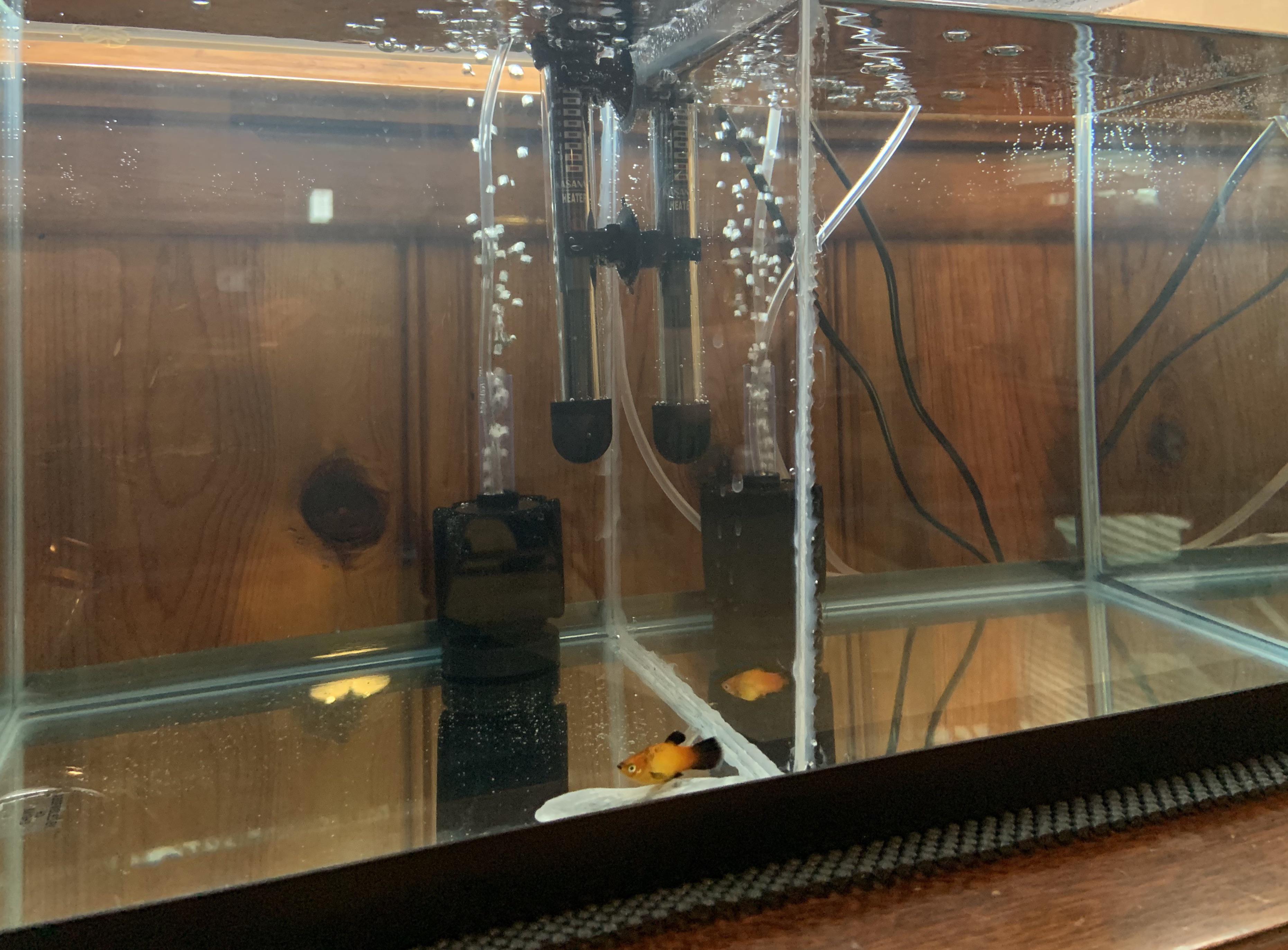 New quarantine tank setup, I got a good deal on a rimless 10 gal. tank