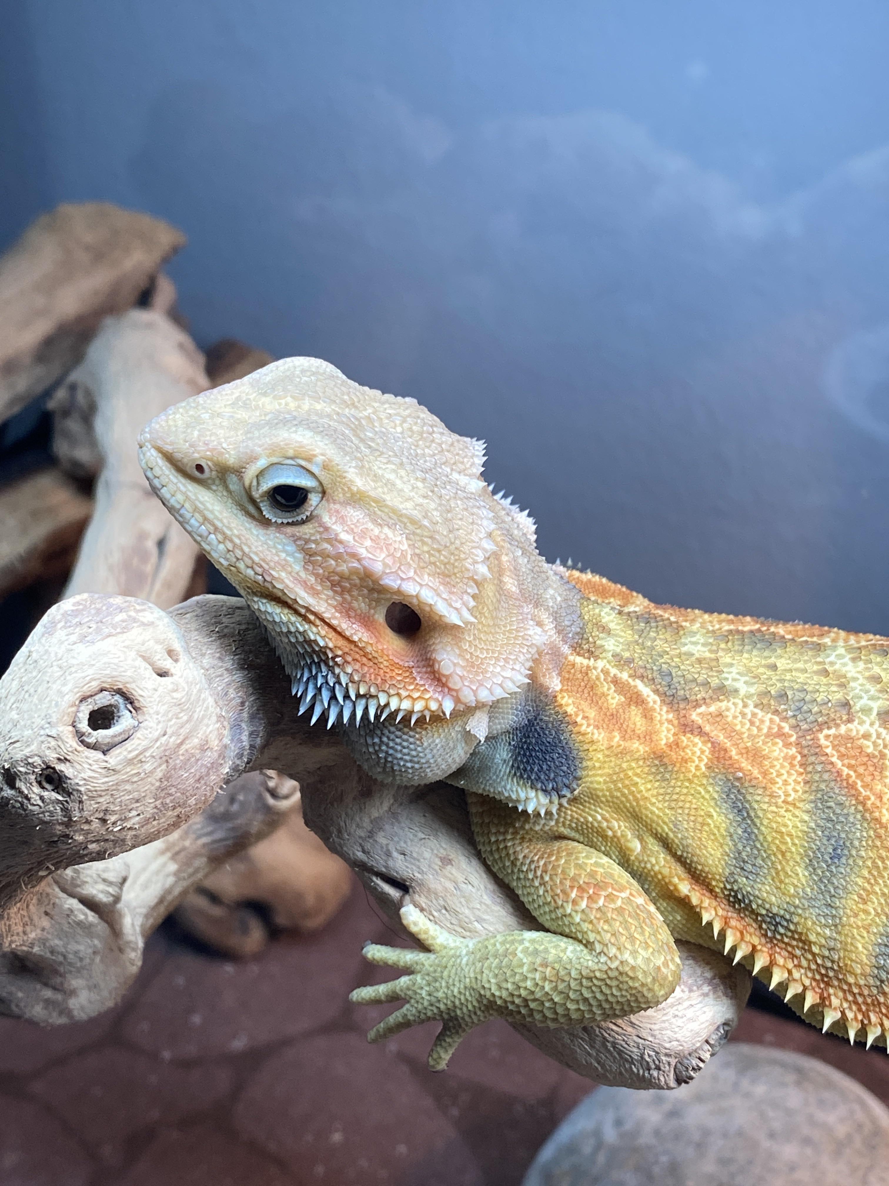 my beardie is not eating her roaches and only wants to eat veggies and
