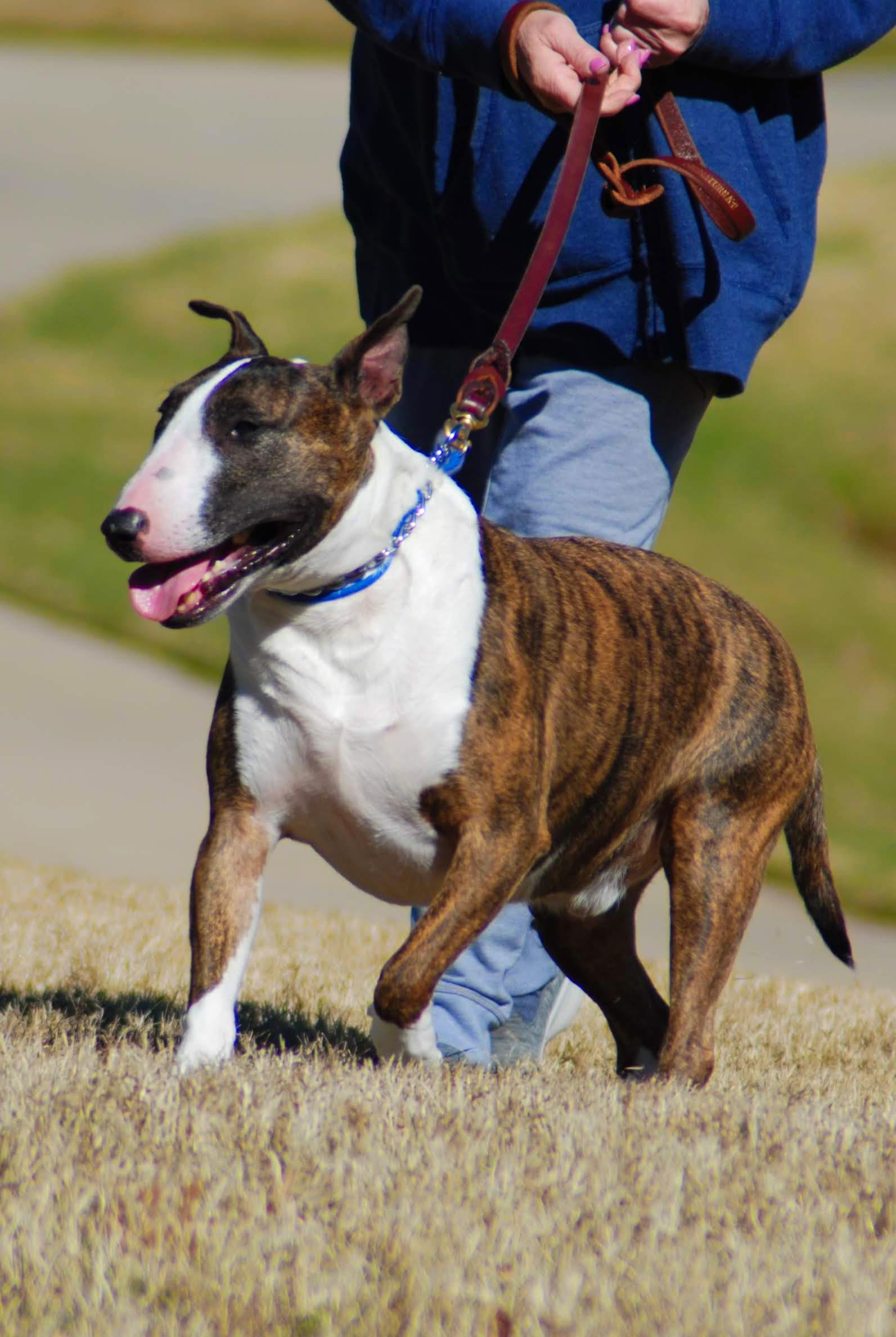This was my bull terrier "Gunny" who got kidney disease in late 2018