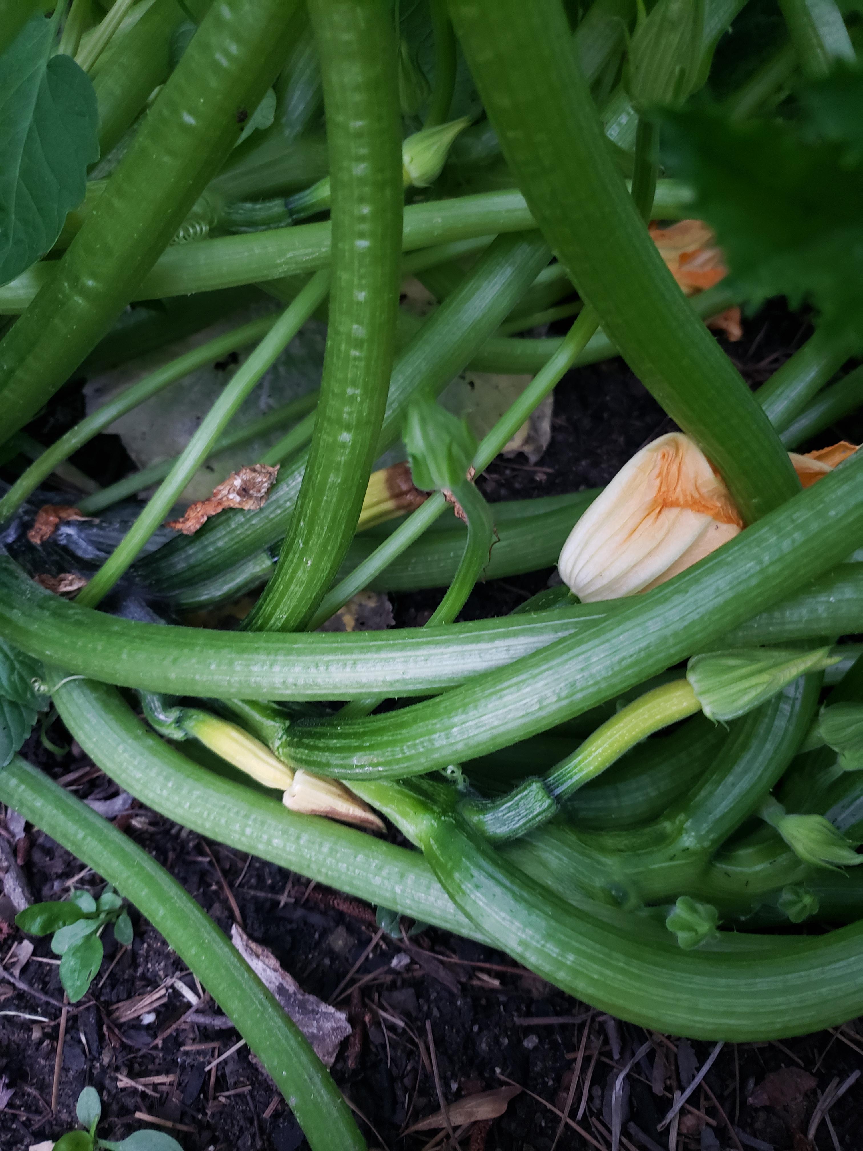 Help! Why are my baby zucchinis shriveling? r/vegetablegardening