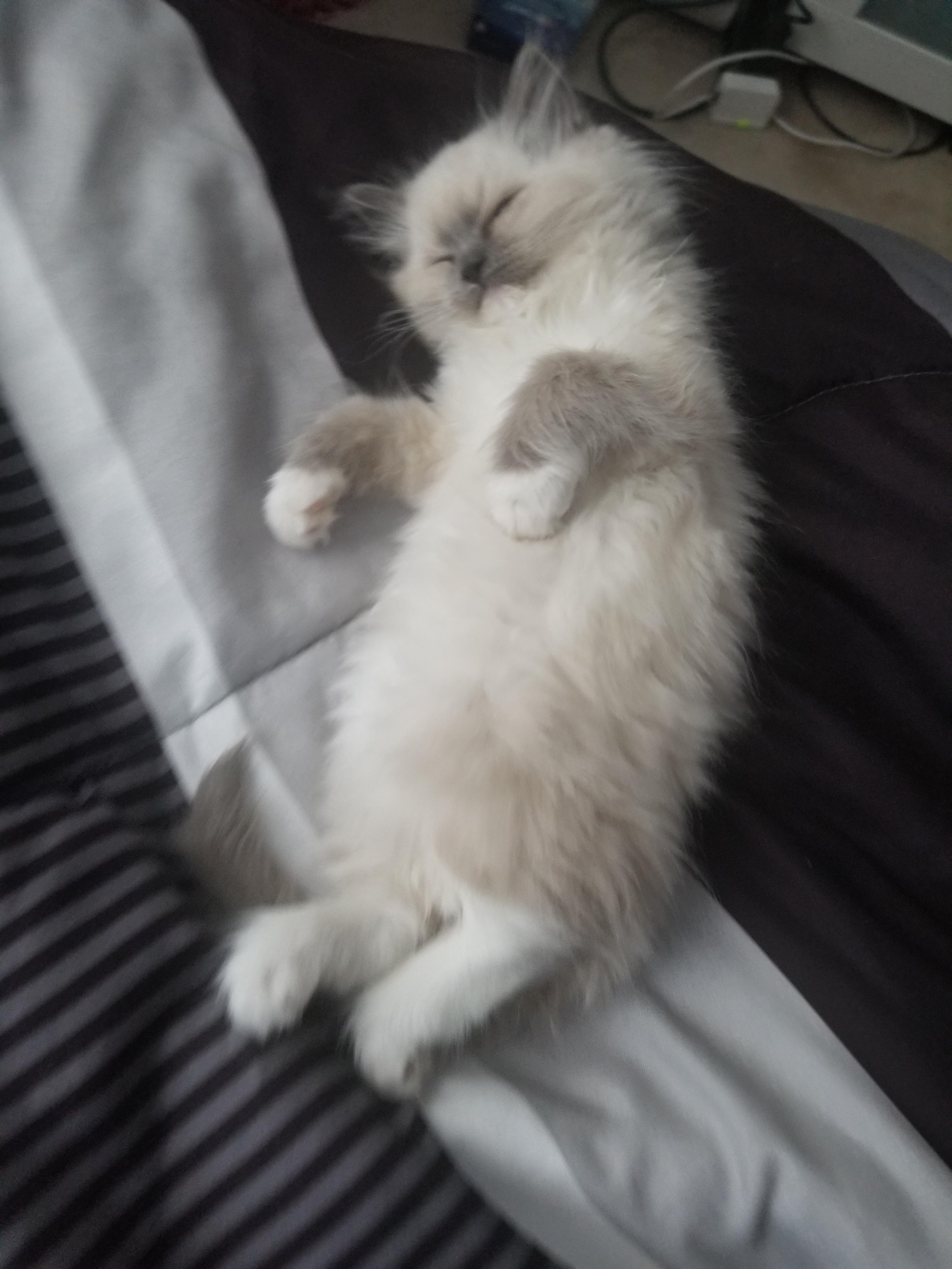My dream of owning a ragdoll kitten has finally come true r/ragdolls