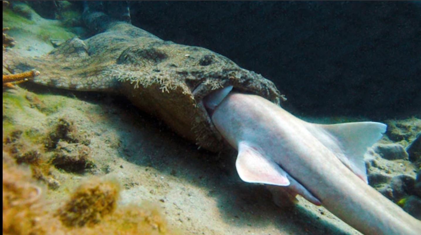 wobbegong shark eating bamboo shark! r/natureismetal