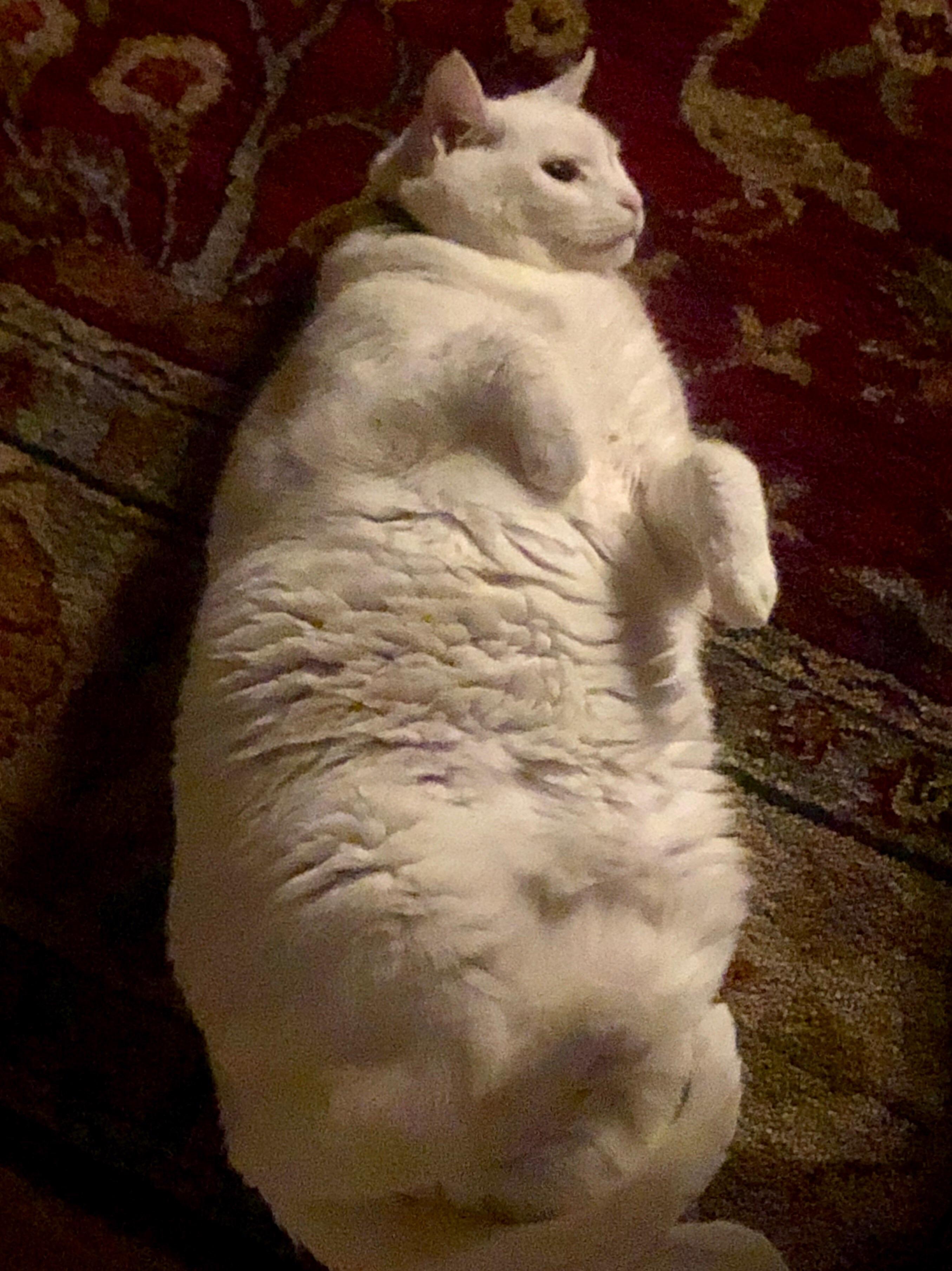 This is my cat r/AbsoluteUnits