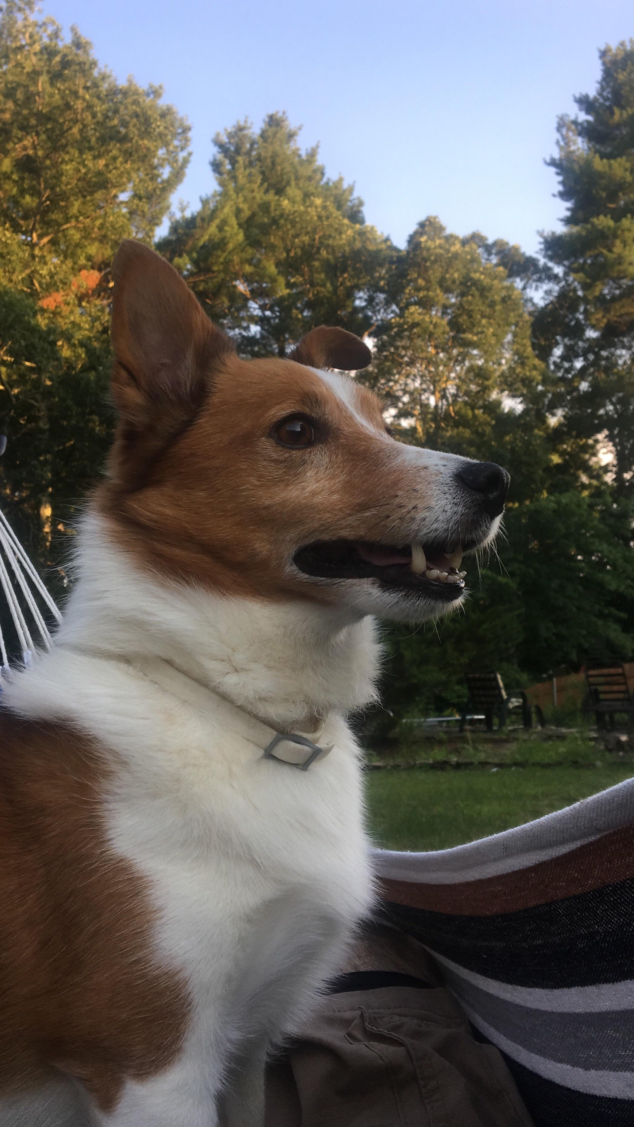 For being 9 years old, he's looking pretty majestic. Meet Milo, my Jack