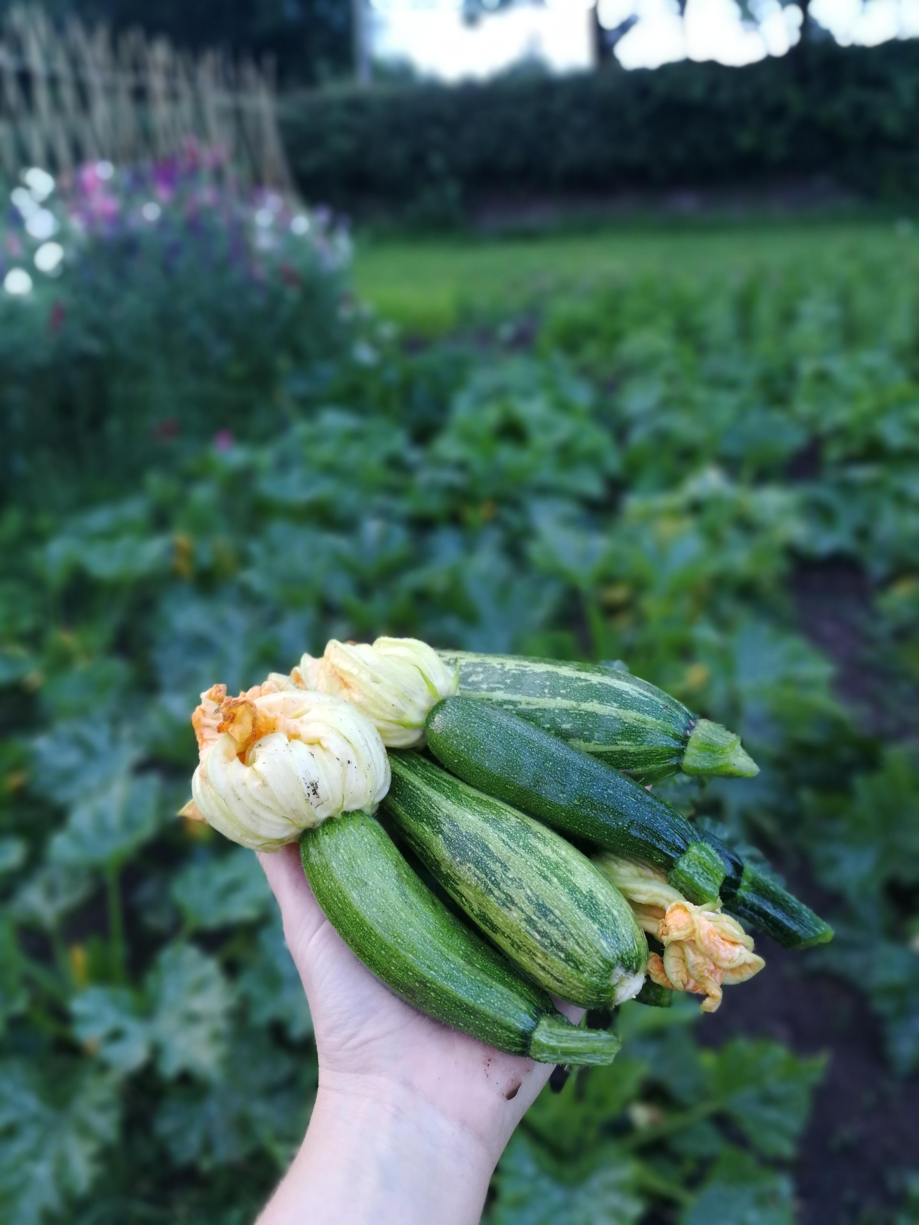 Should you pick courgettes when the flower is still attached? r/gardening