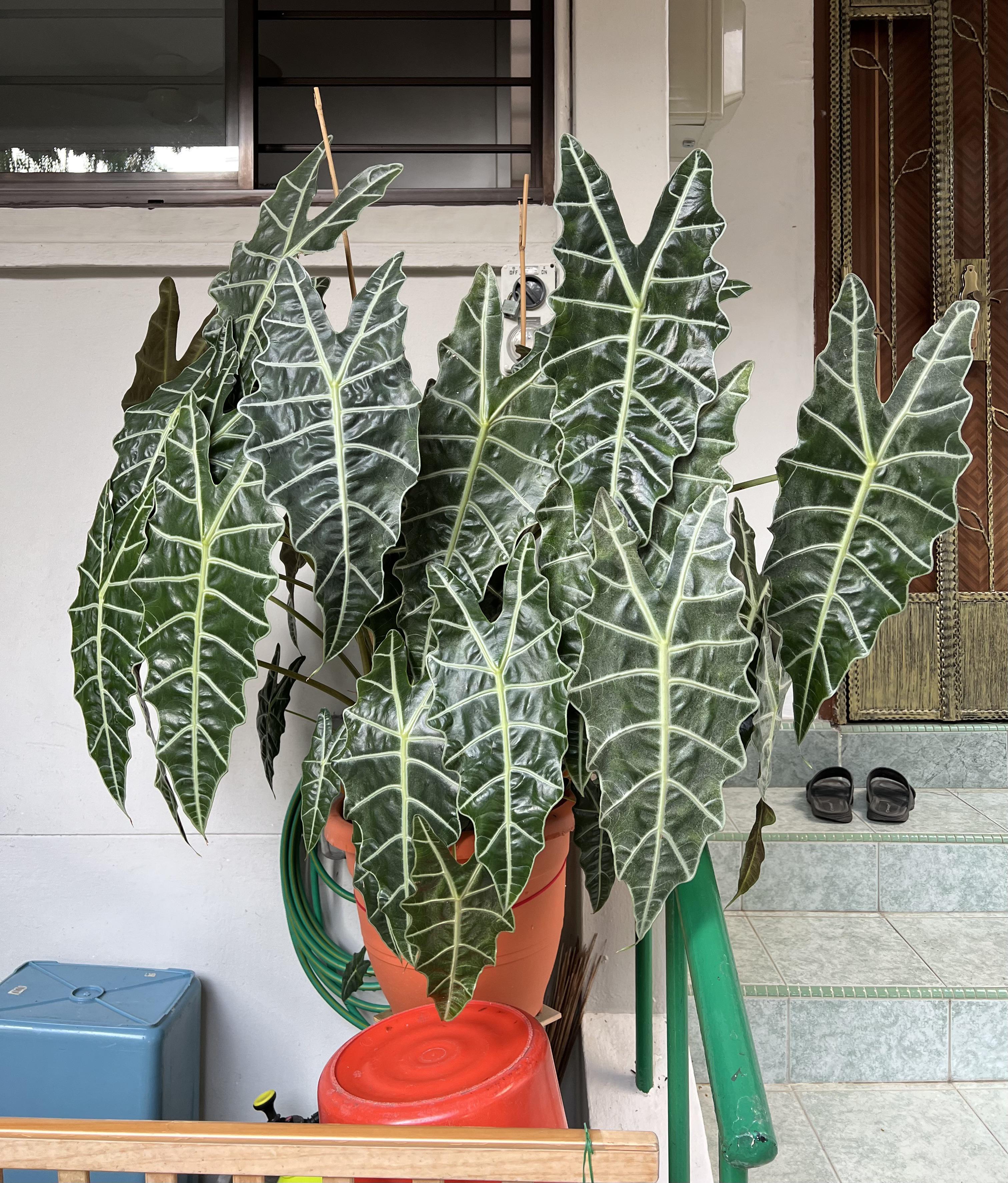 MASSIVE Alocasia ‘African Mask’ plants