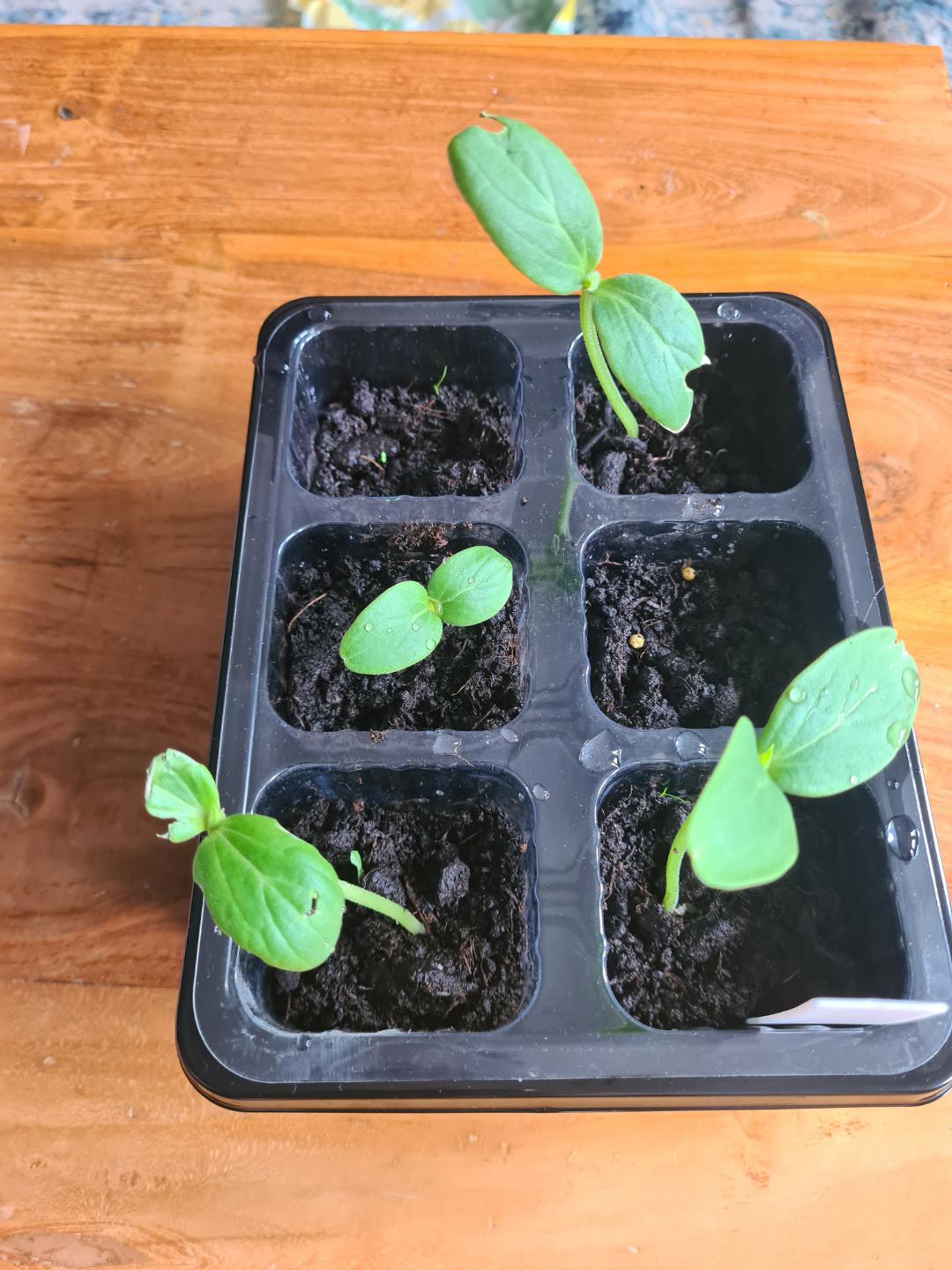 What is eating my cucumber plants? r/gardening