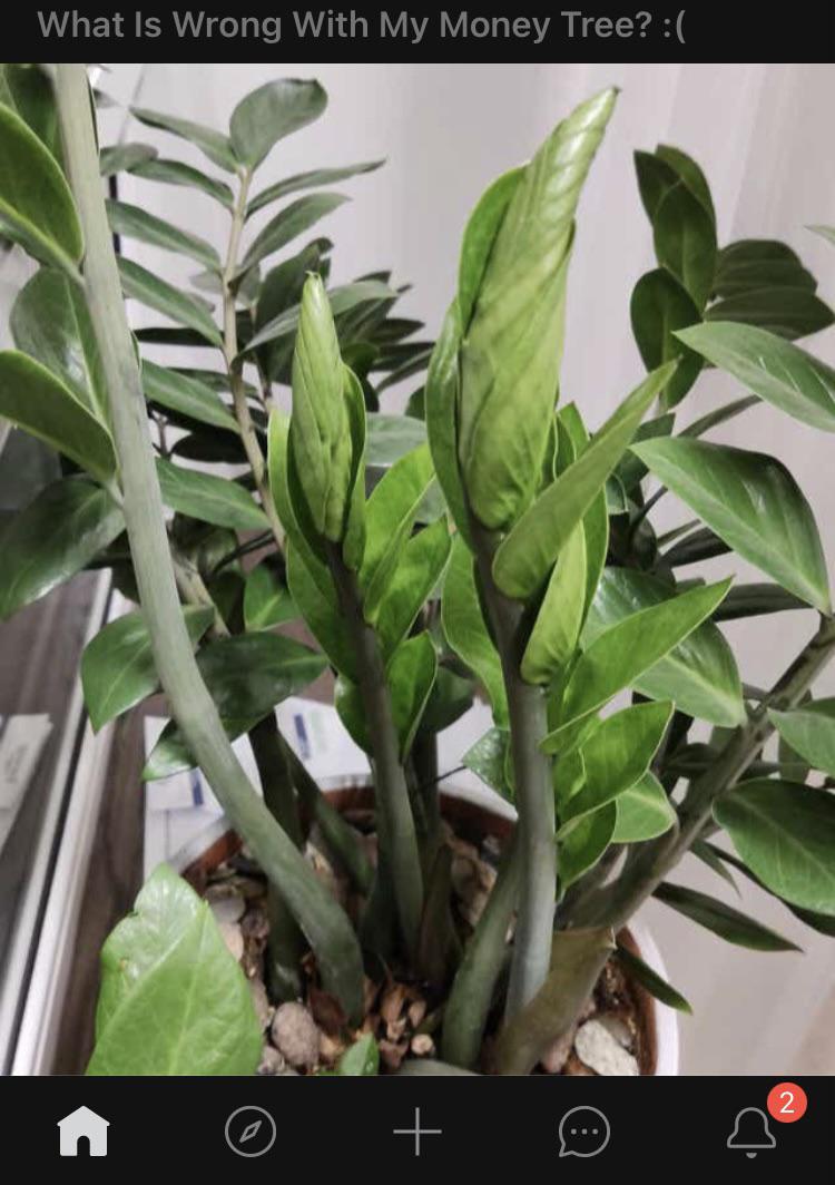 money tree turned into zz plant ( r/plantcirclejerk