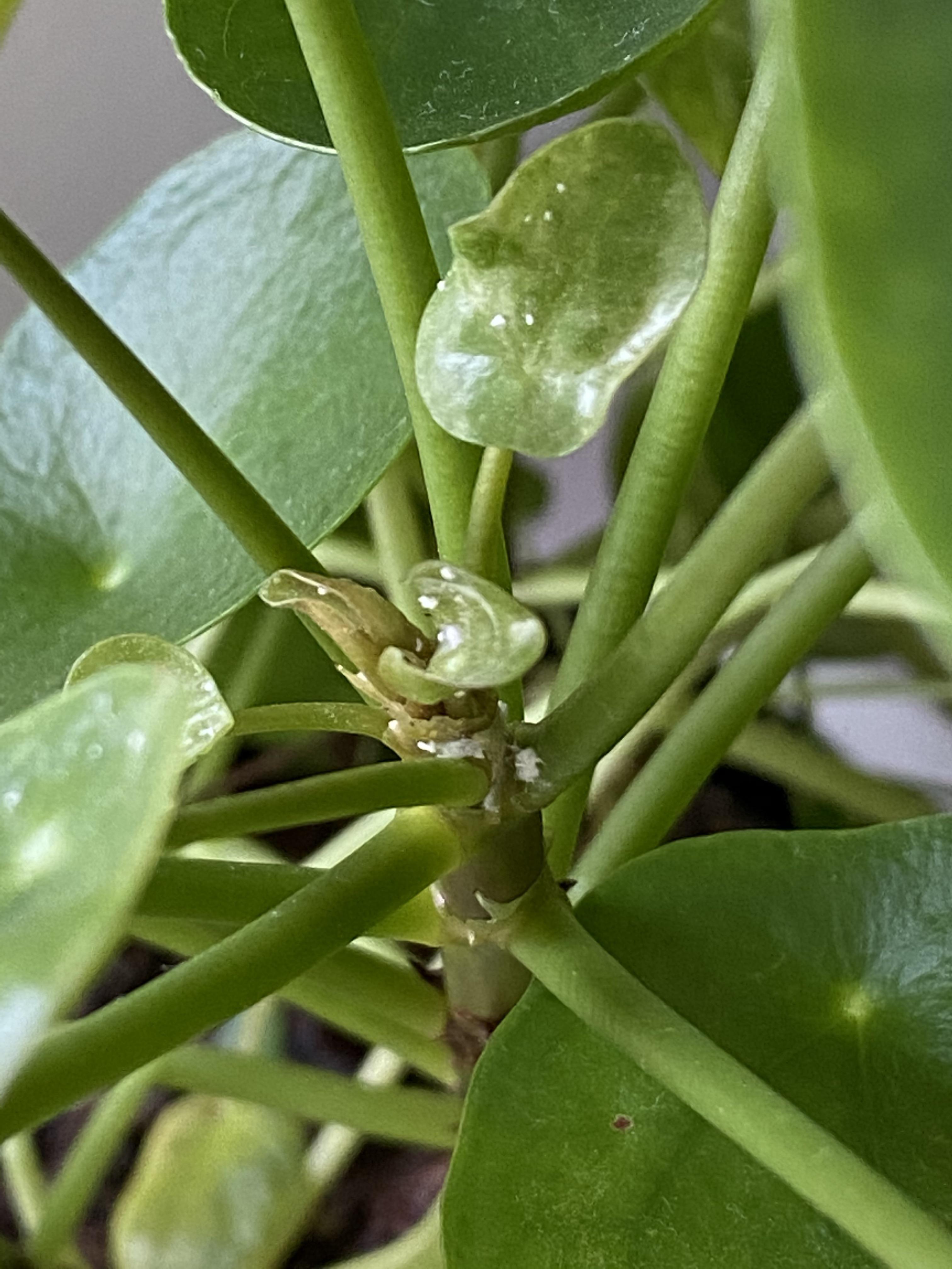 White fluffy dots on pilea peperomioides r/plantclinic