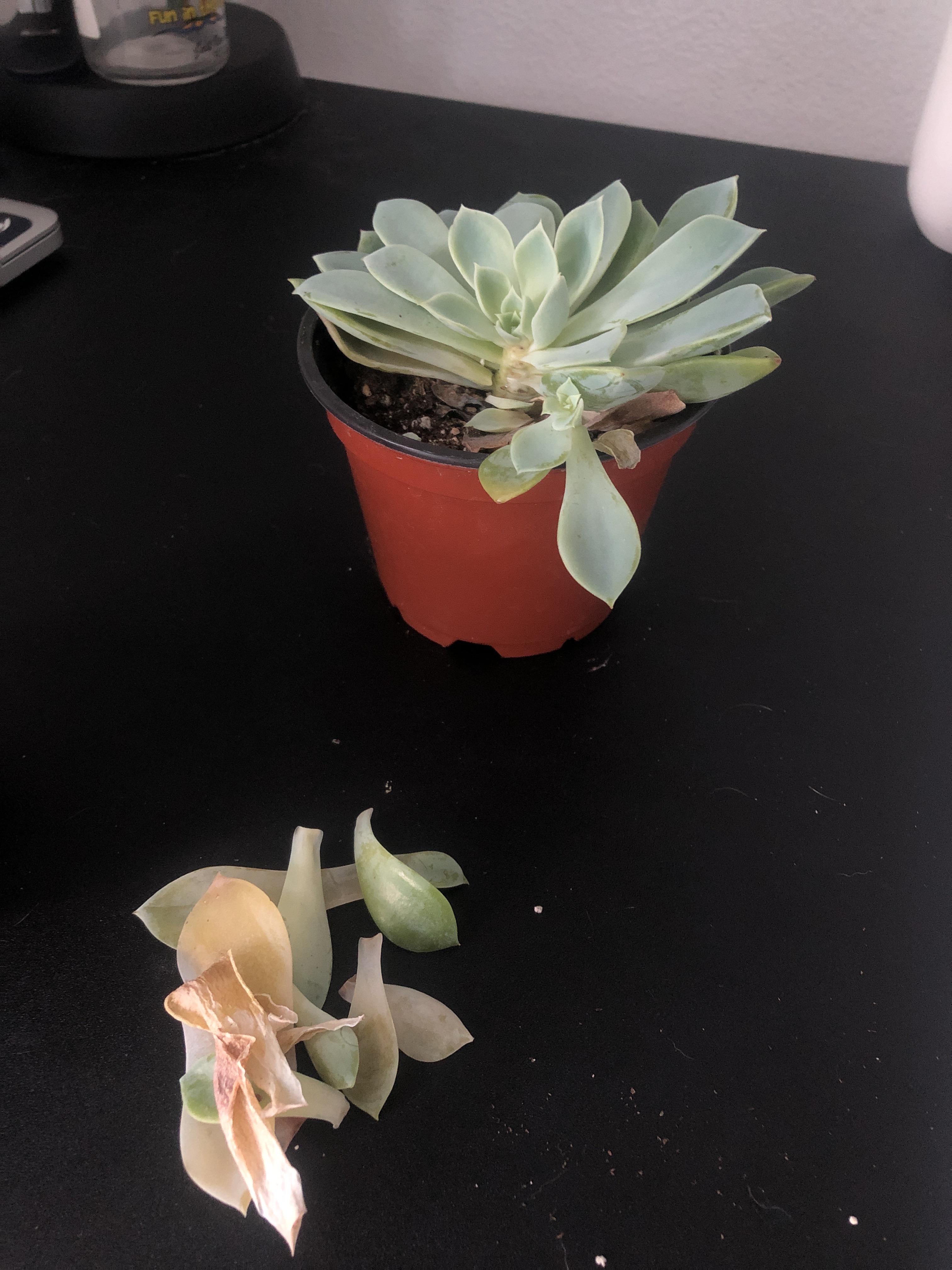 Why is my succulent dying? plants