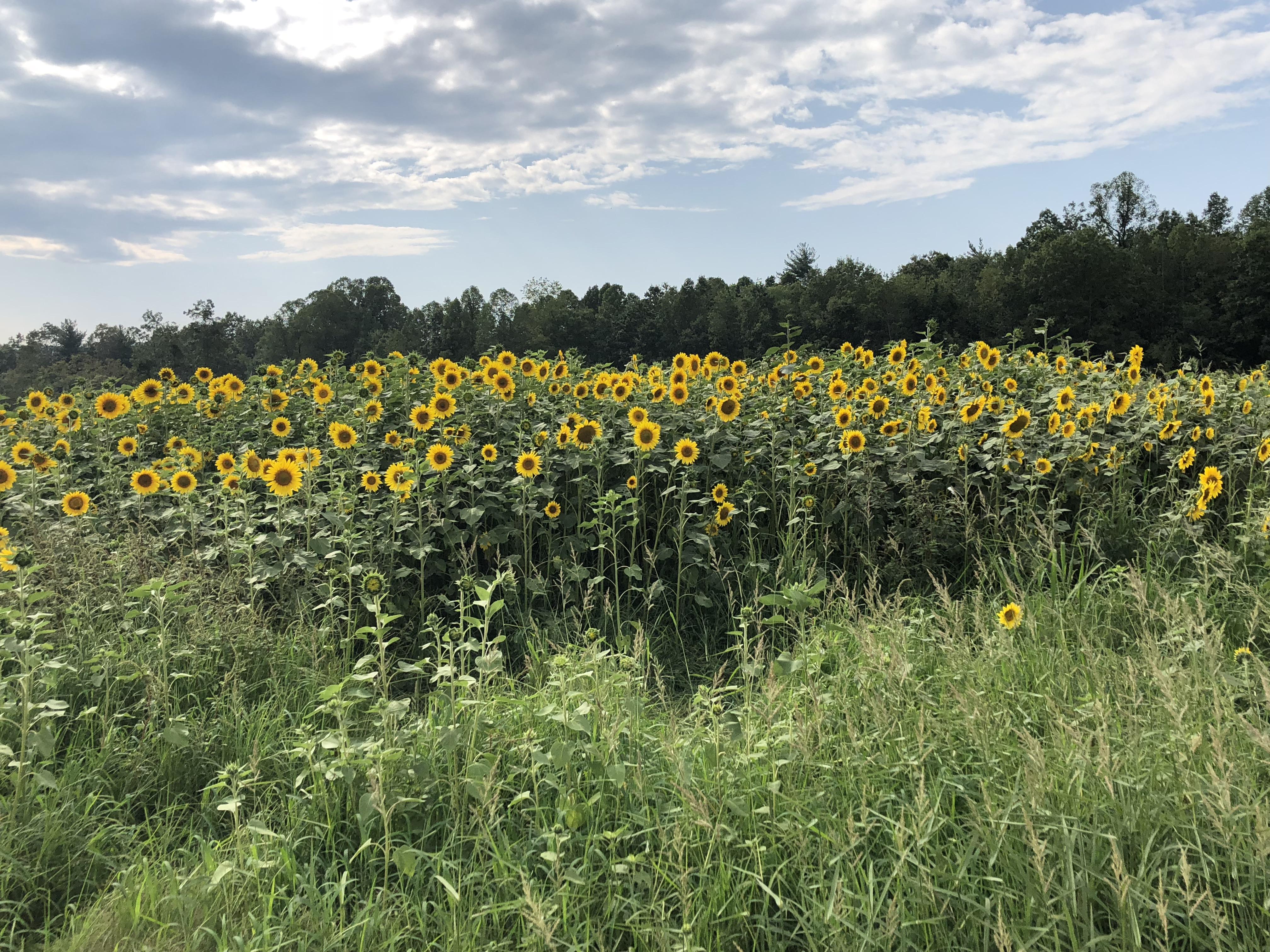 Large field of Sunflowers near my house in NC r/pics