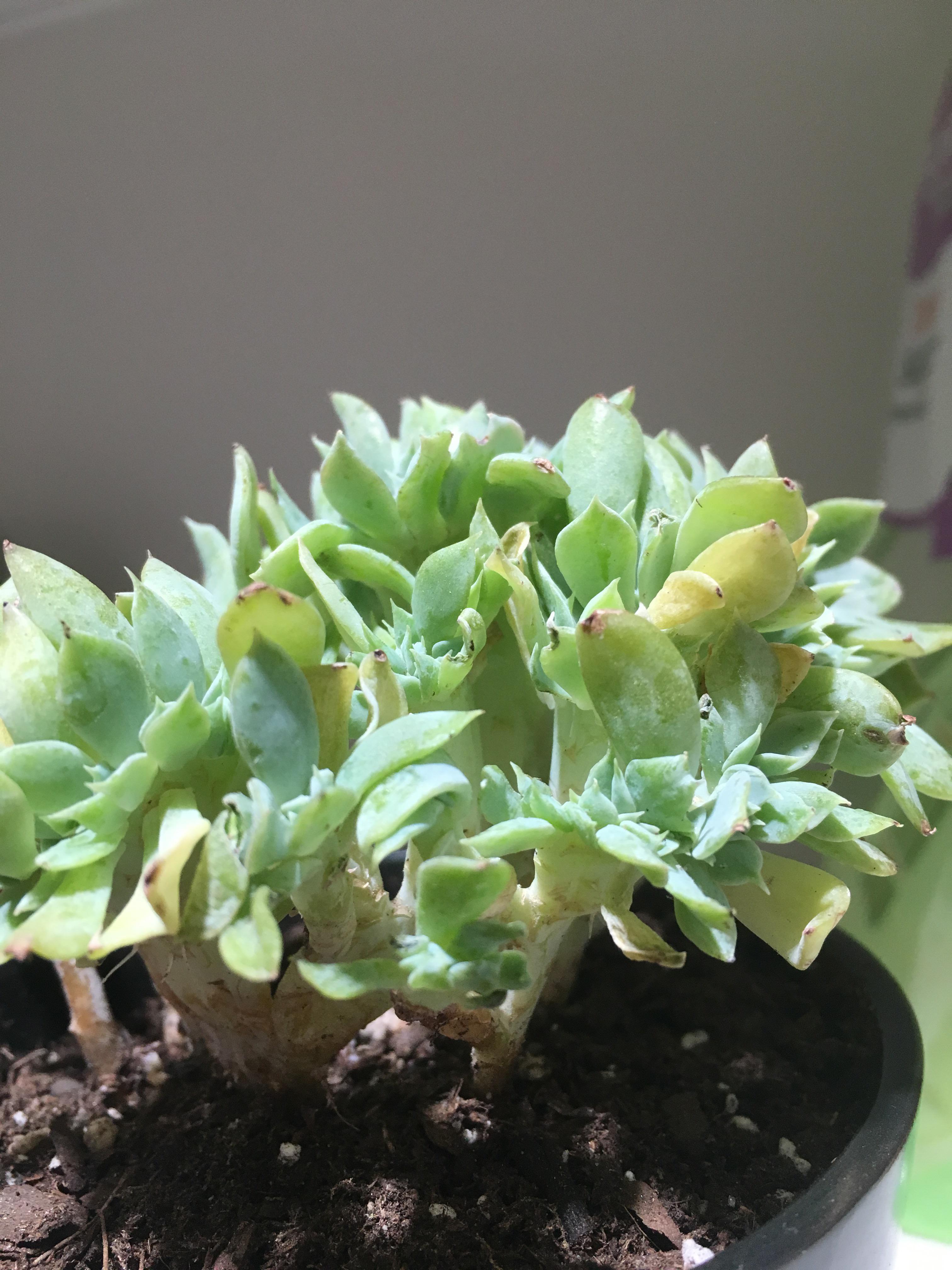 Leaves shriveling and tips turning brown after repotting or placed