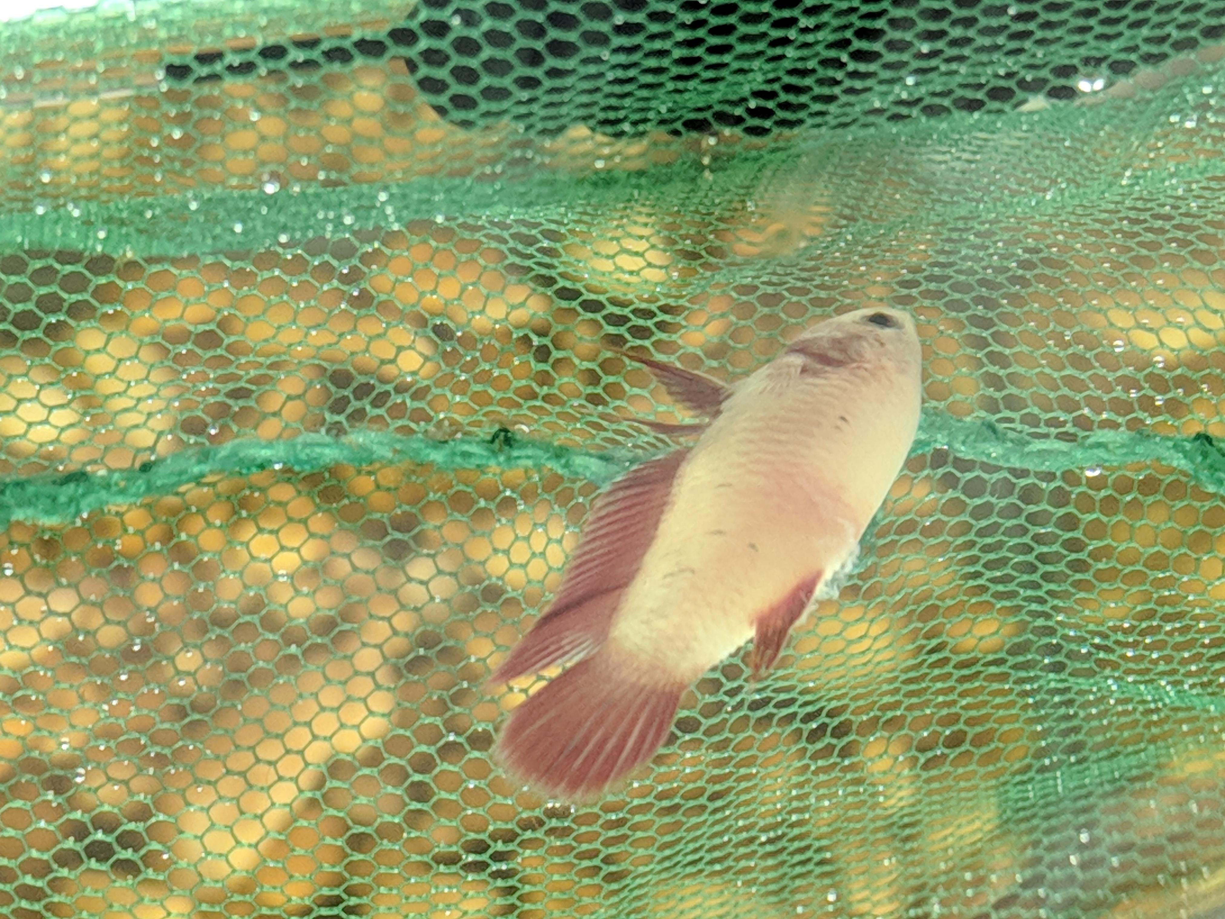 EMERGENCY HELP. new female betta struggling to swim. Gills still moving