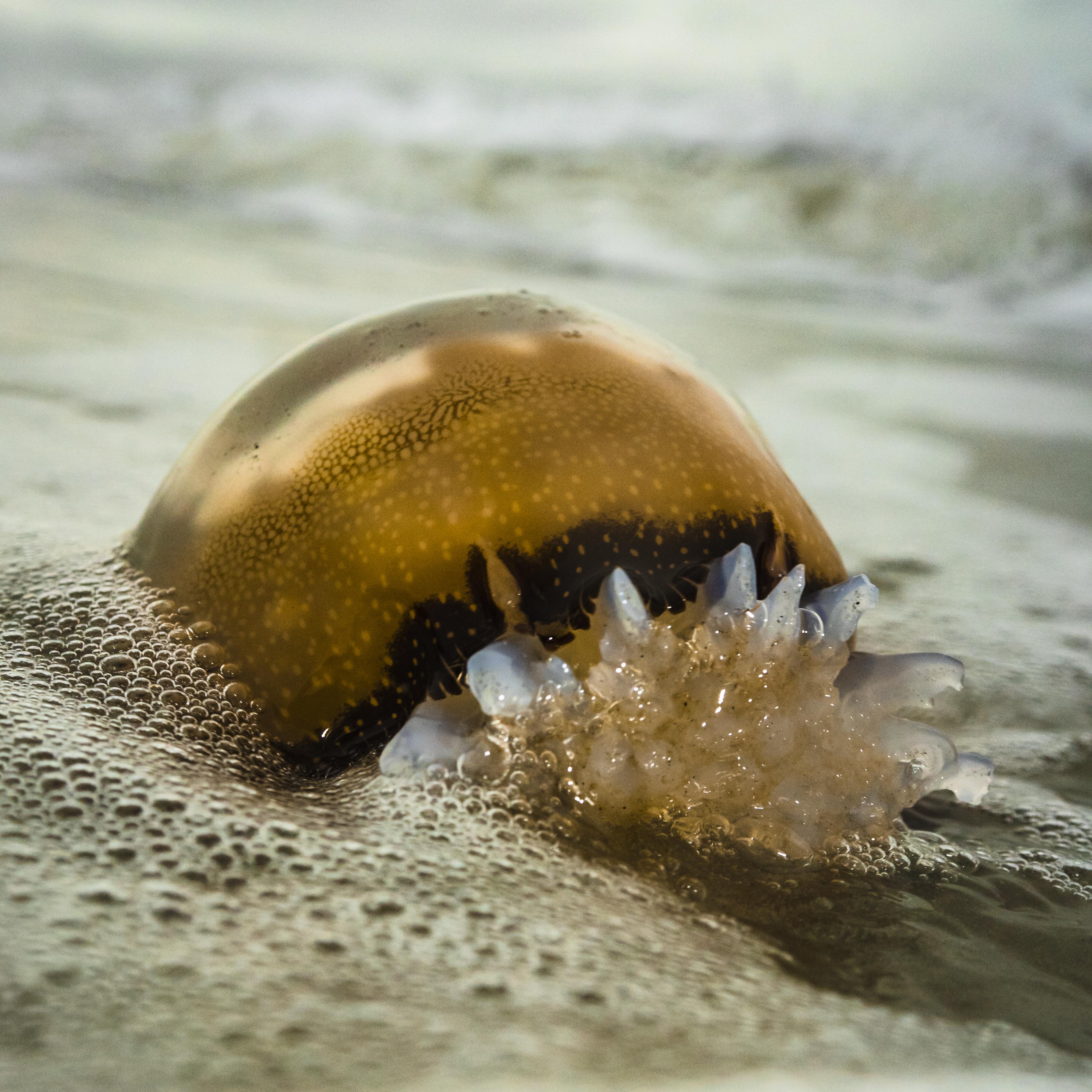 Beached Cannonball Jellyfish r/wildlifephotography