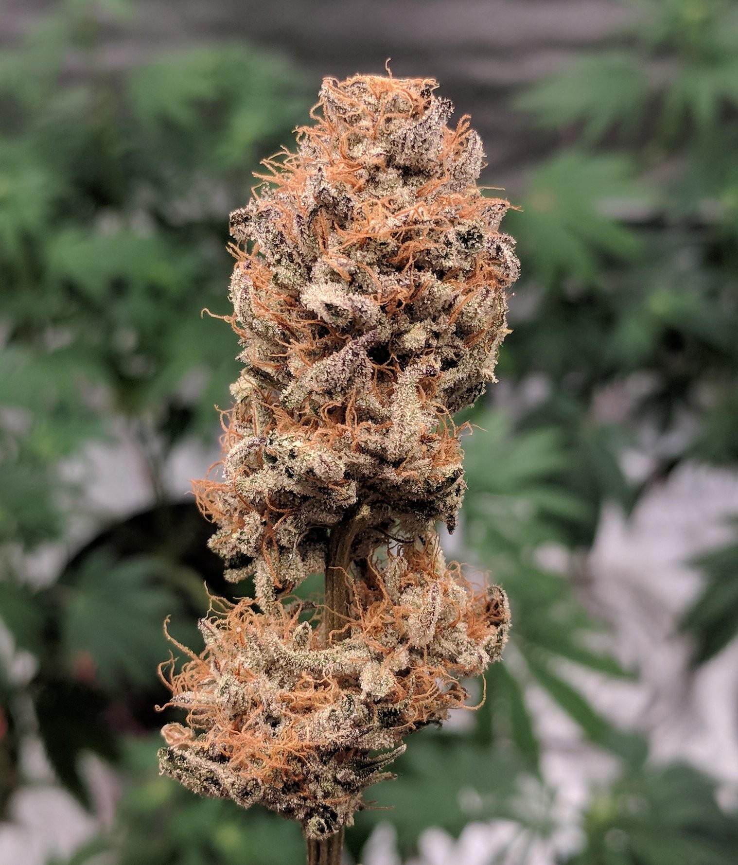 Wedding Cake x Sundae Driver bred by Cannarado