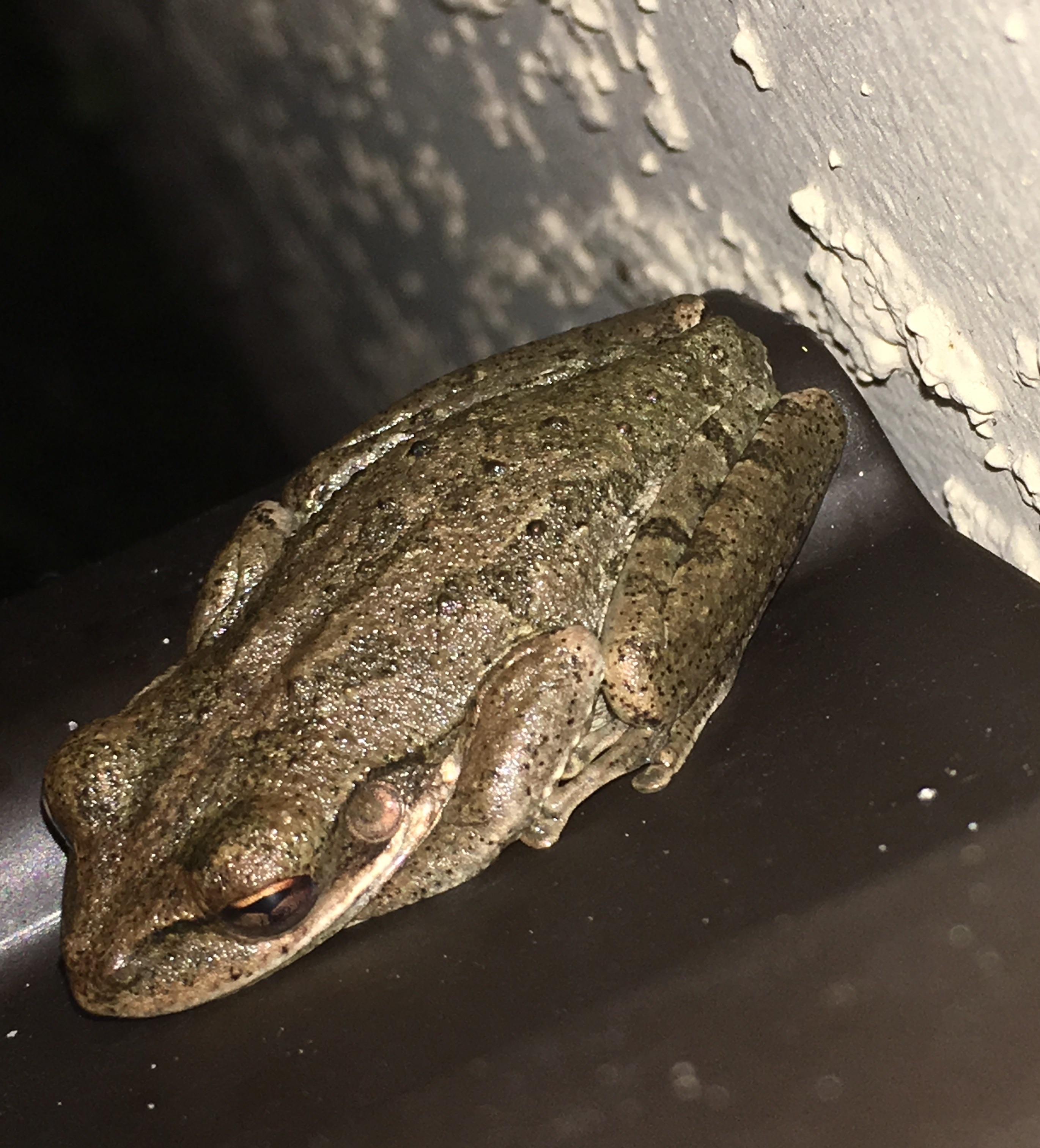 Can somebody please help me identify this fella? I’m in Central Florida