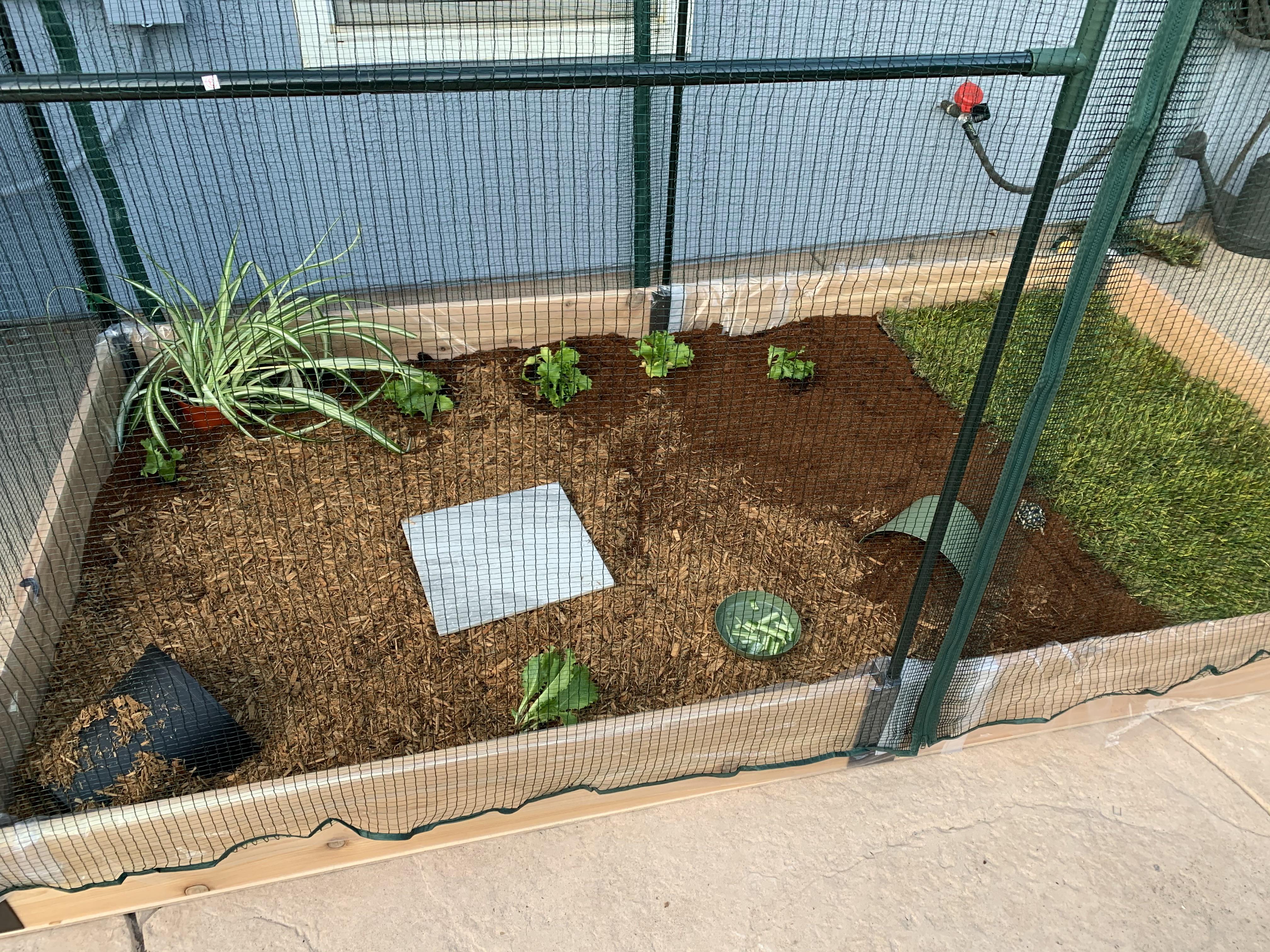Outdoor enclosure so tort can enjoy the sun when it gets warm. This is