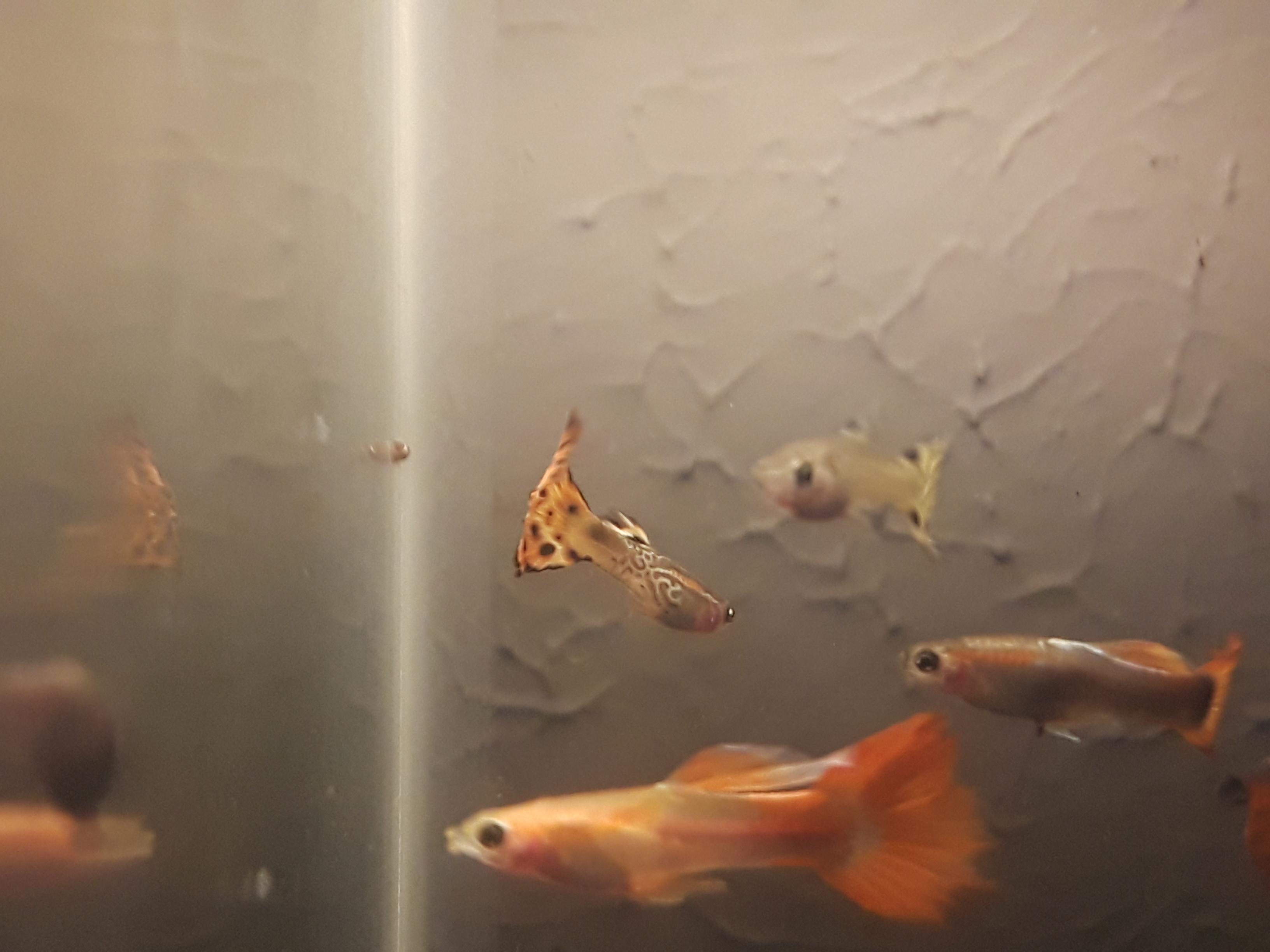 [FS/FT] DFW 1+multiple items Guppies, Moss balls, Bladder Snails