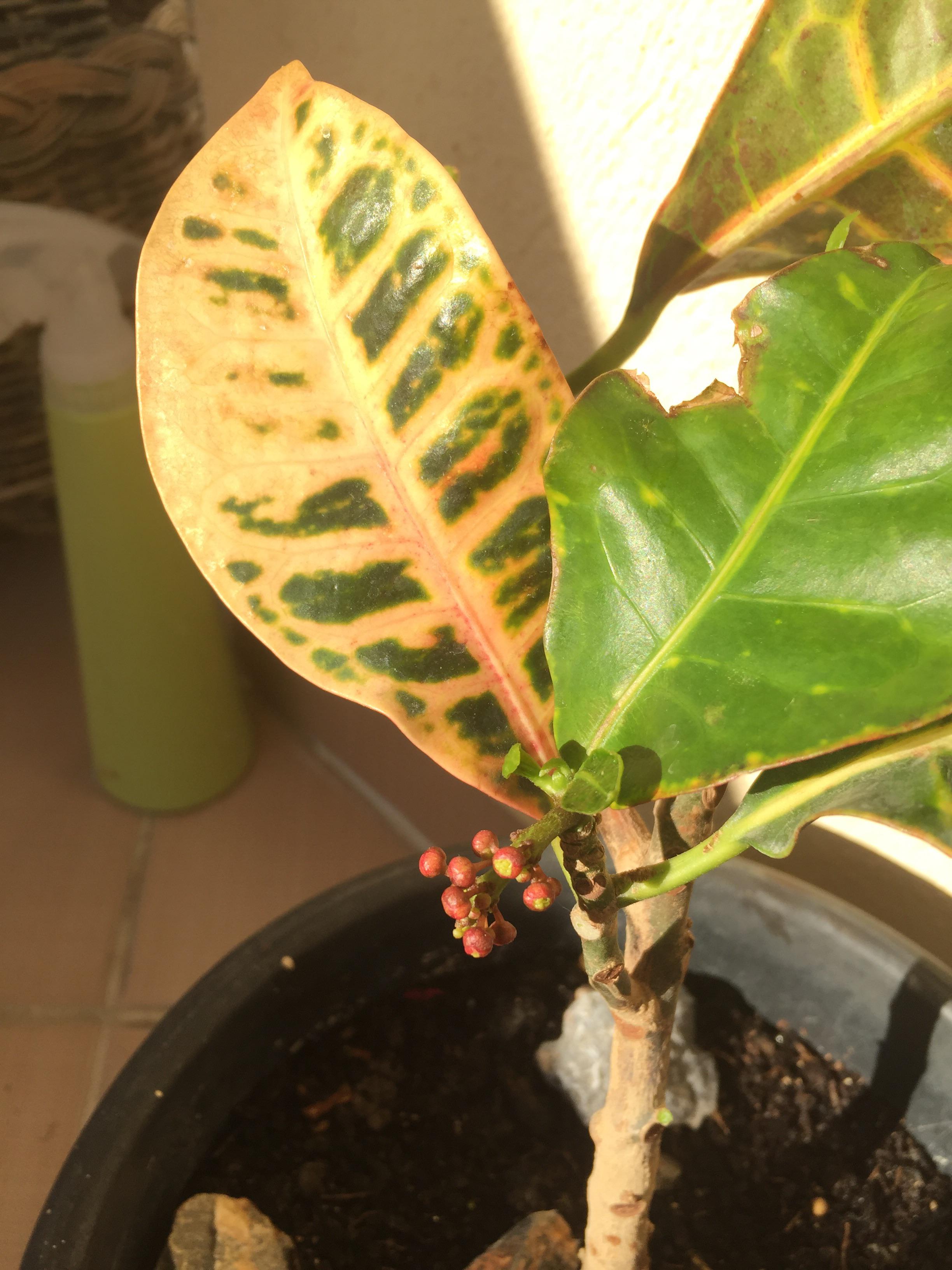 My croton plant had been shedding its leaves recently in my dorm room due to lack of sunlight. I