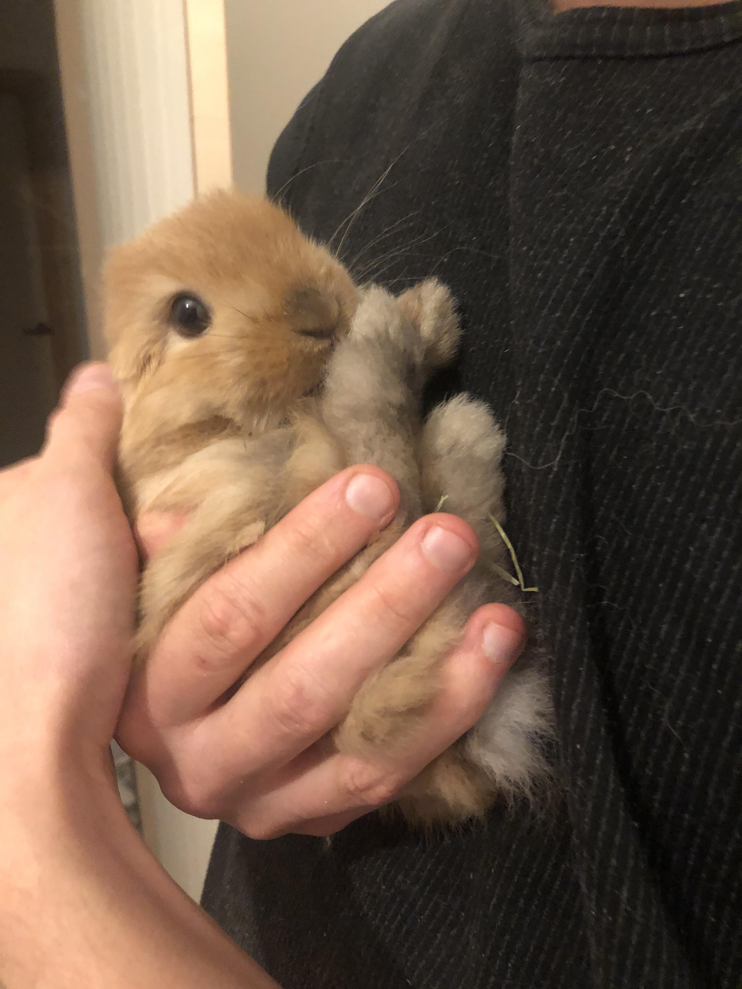 Bunny Breed And Size Guide Mini Lop (Holland Lop) Rabbits, 52 OFF
