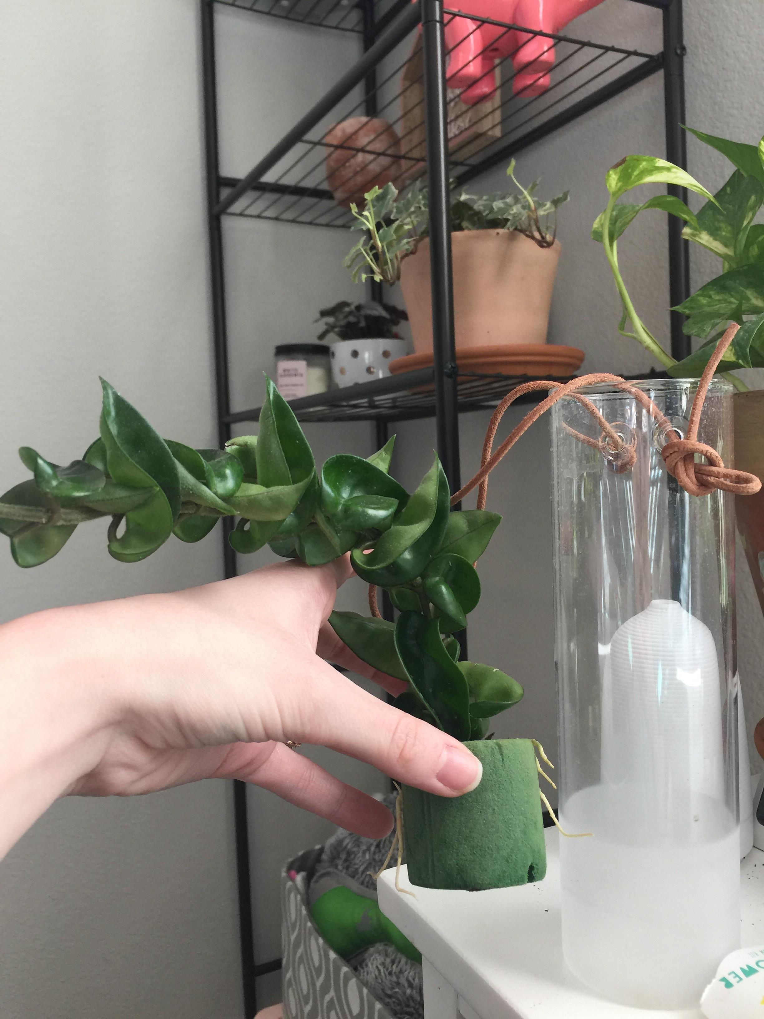 I got this Hoya Compacta at Lowe’s. It is planted in floral foam and in