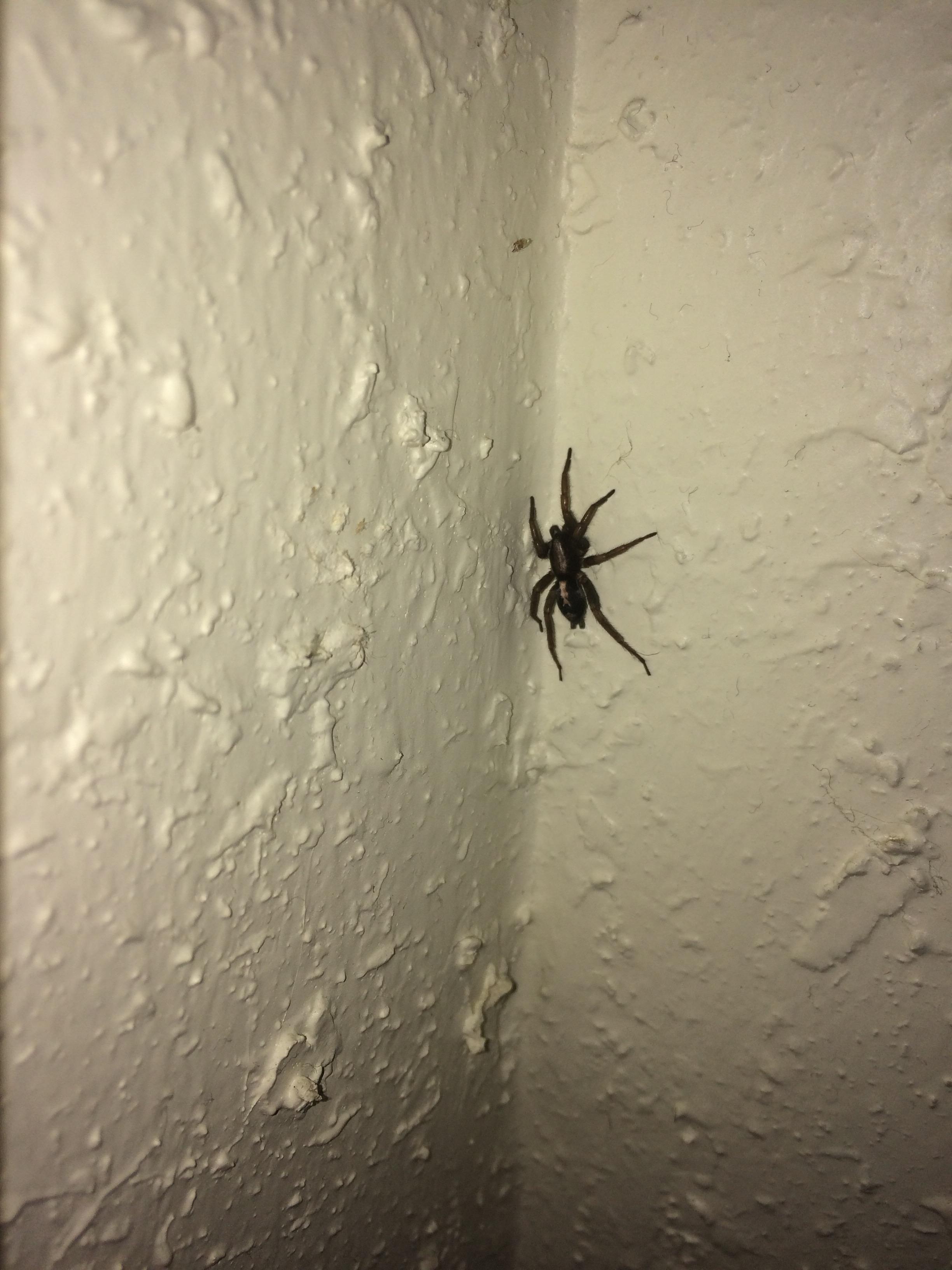 Eastern Parson in Northern Illinois r/spiders