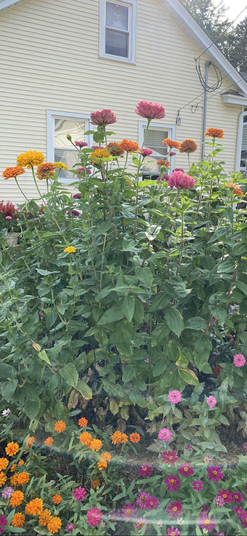 Tallest zinnias I’ve ever seen 💚 r/flowers
