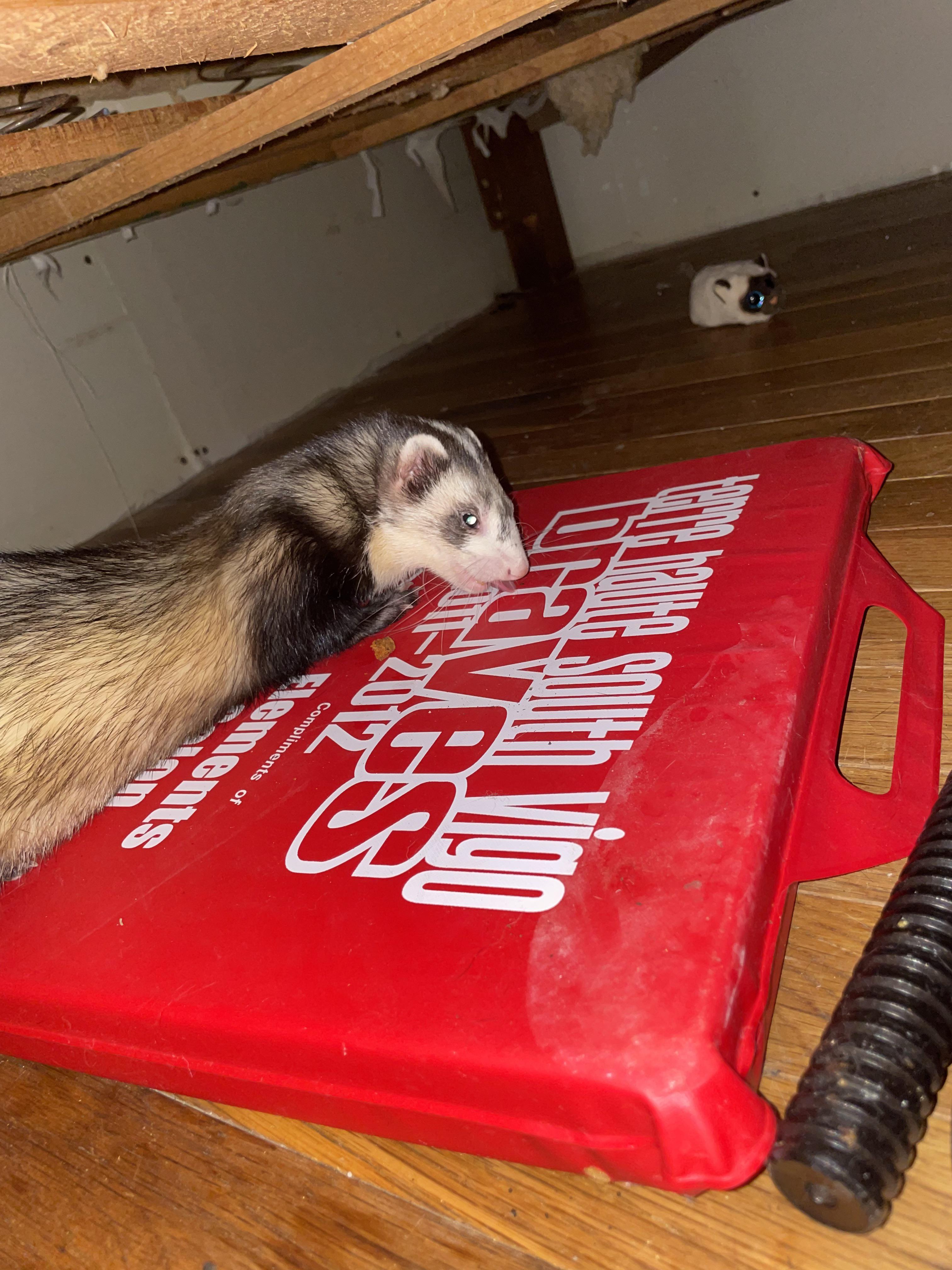 Hi I’m Oliver and i steal cat food (cats not in room) from the food