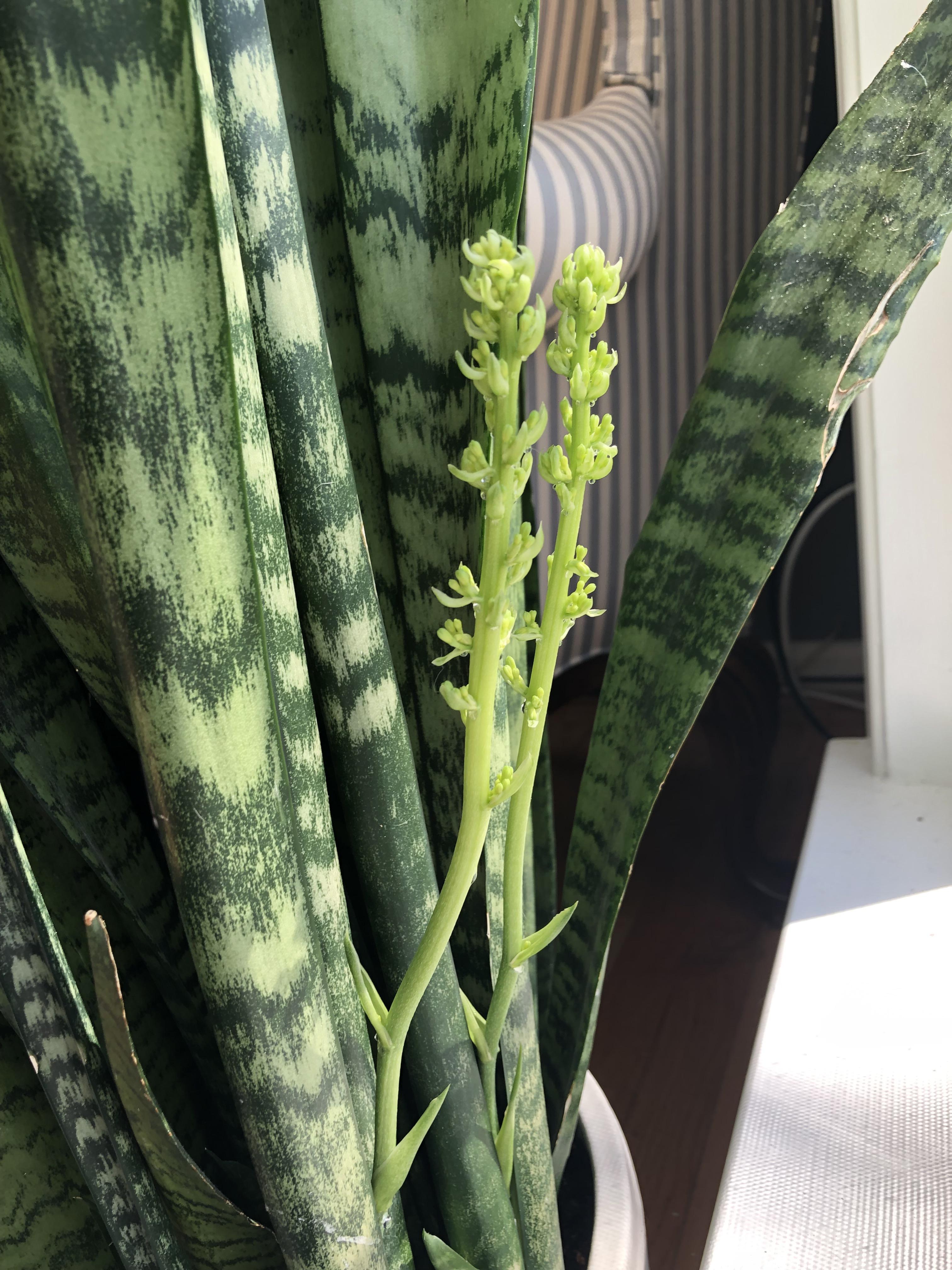 Never thought I’d see my snake plant bloom! r/succulents