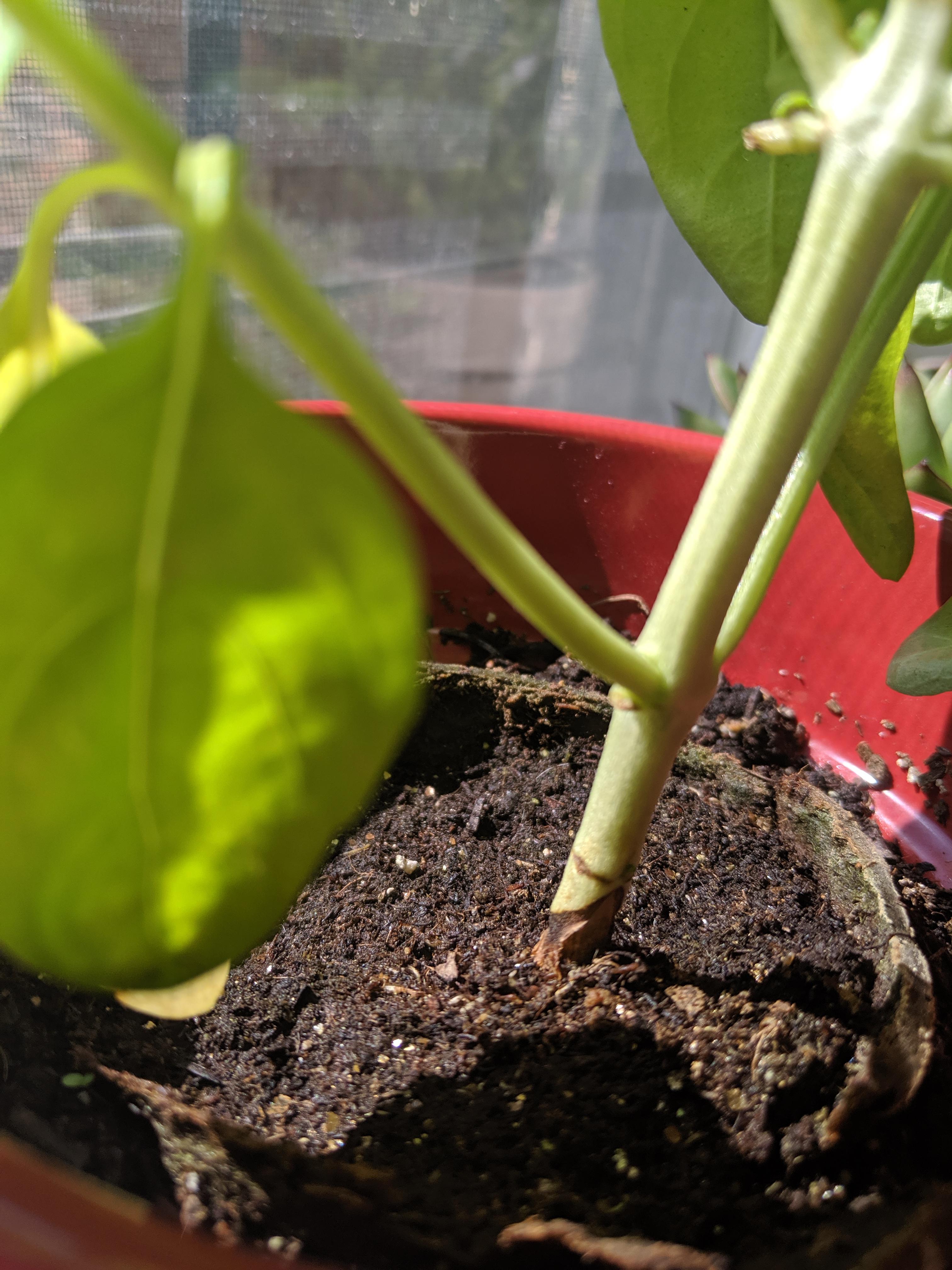 The stem on my basil plant has turned kinda brown and many of the lower