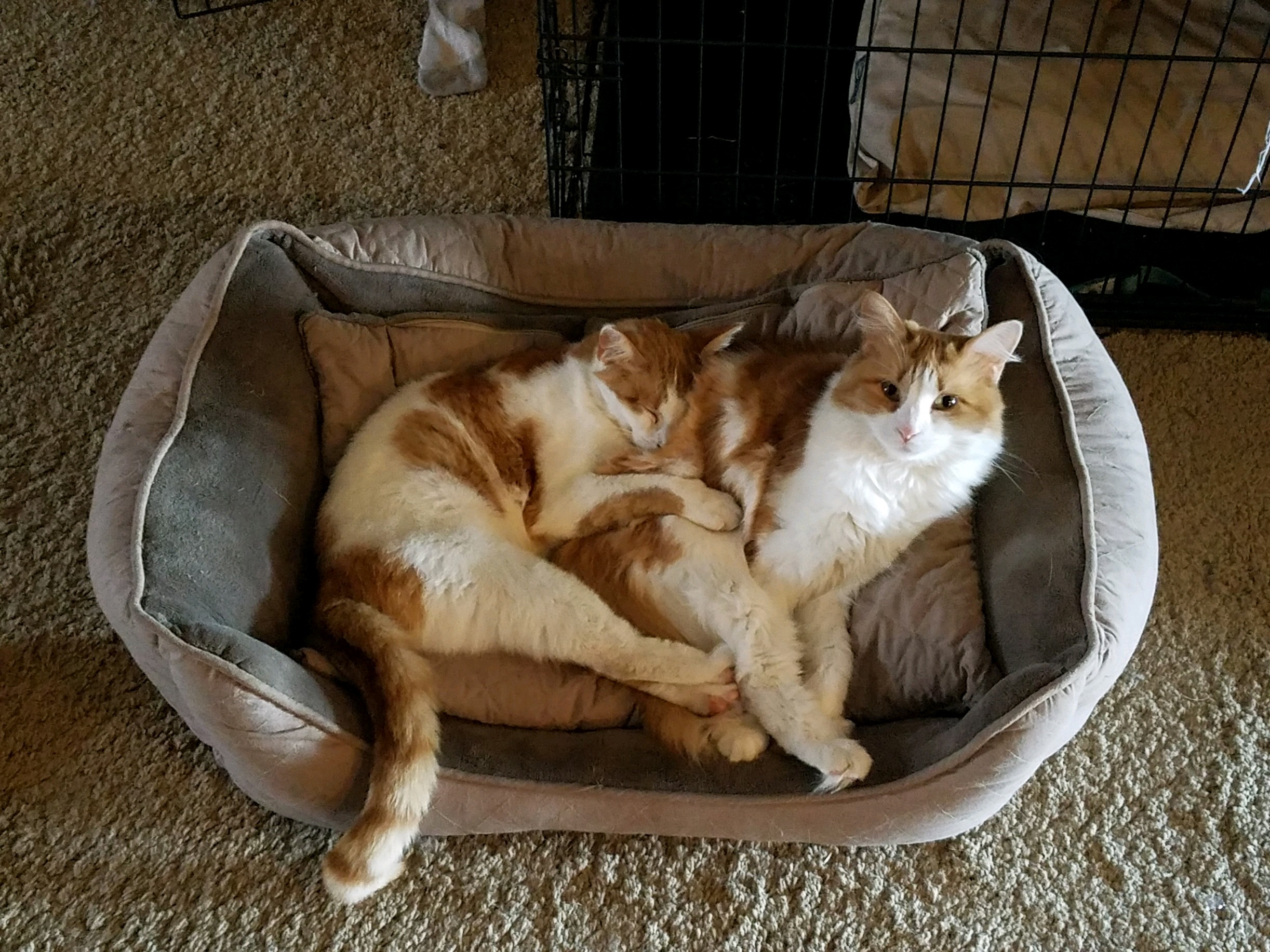 My two beautiful girls Puff and Fluff cuddling in the dog's bed. r