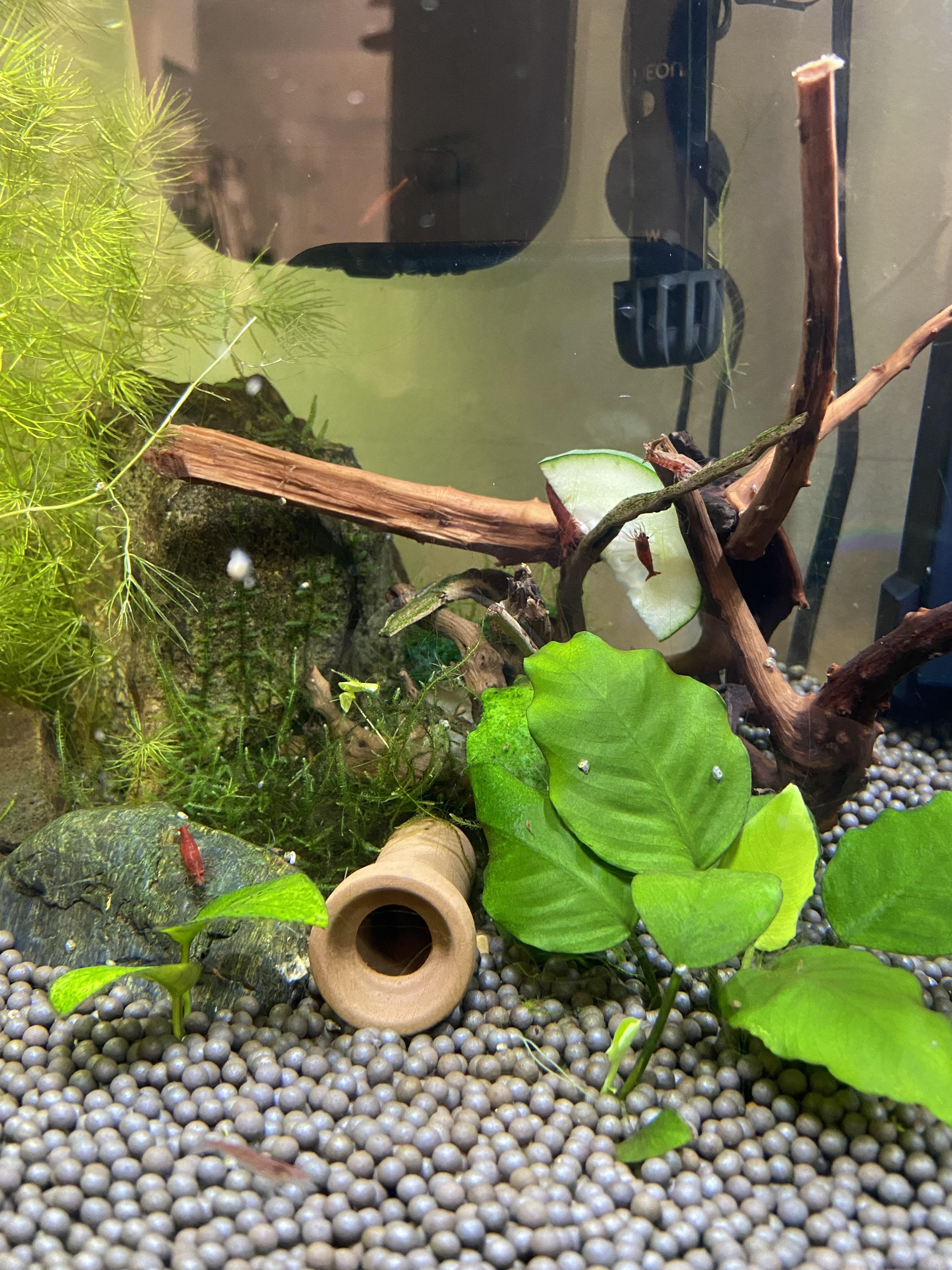 How do I get rid of teeny tiny white snails? r/Aquariums