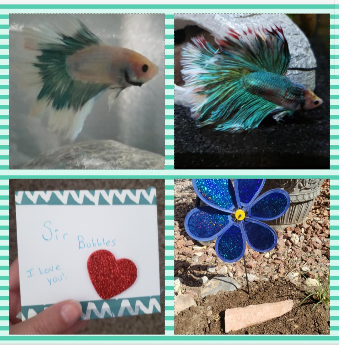 Sir Bubbles went to heaven today, it was so hard to put