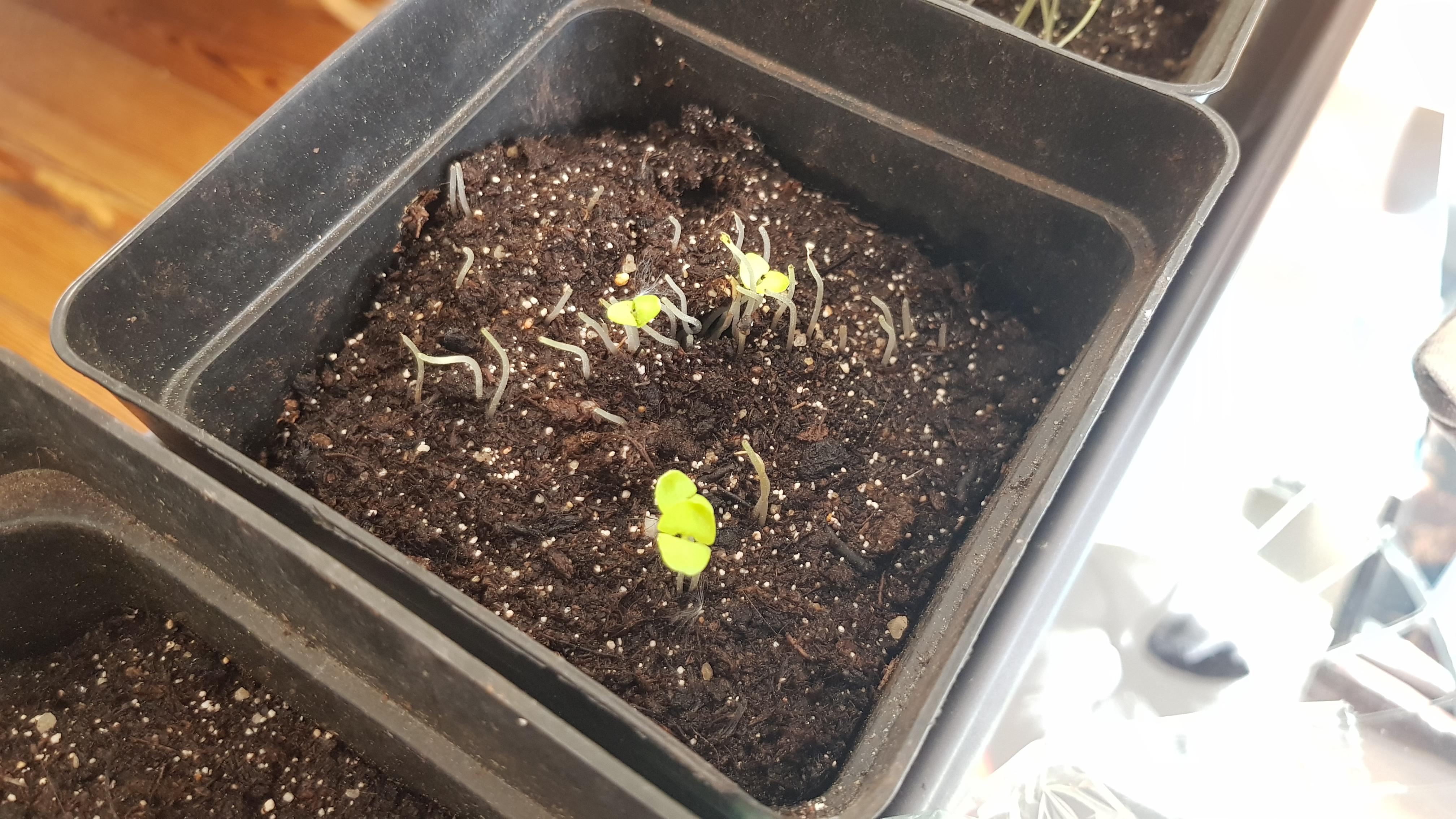 What is happening to my plants? Leaves are being eaten during night