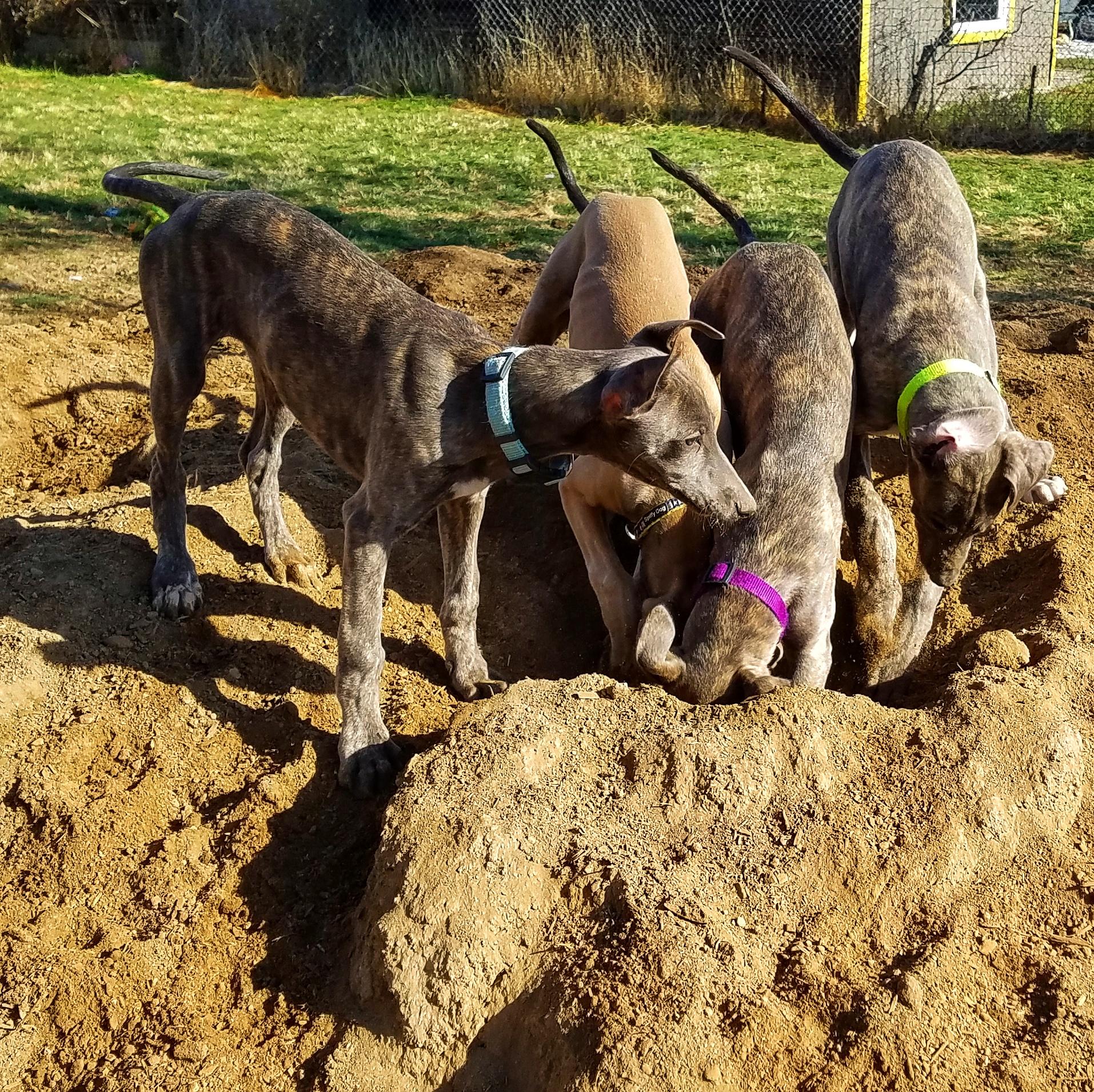 Nothing happier than a pile of puppies digging a hole r/Greyhounds