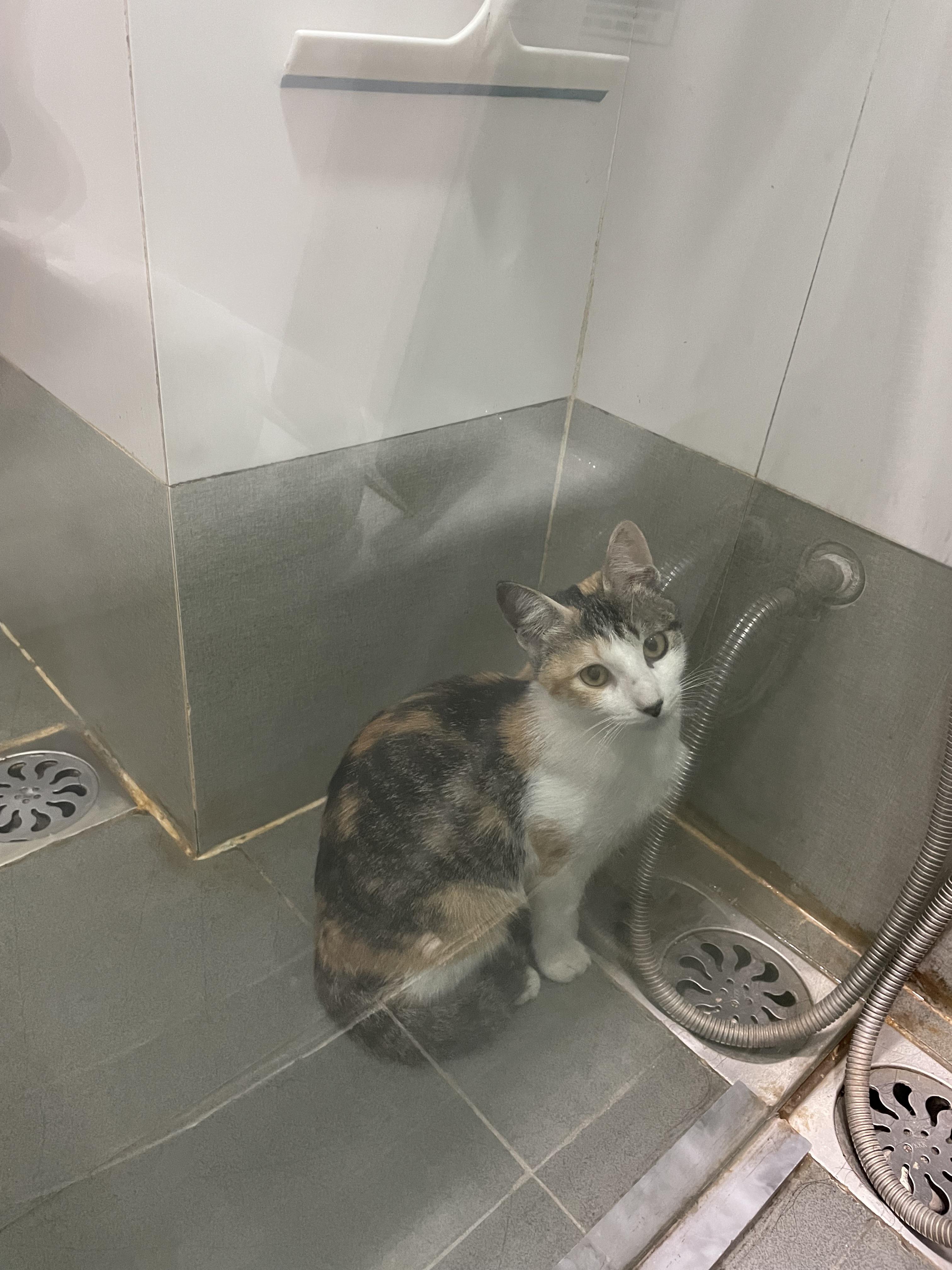 Does your cat like sitting in the shower and staring at the wall? . 