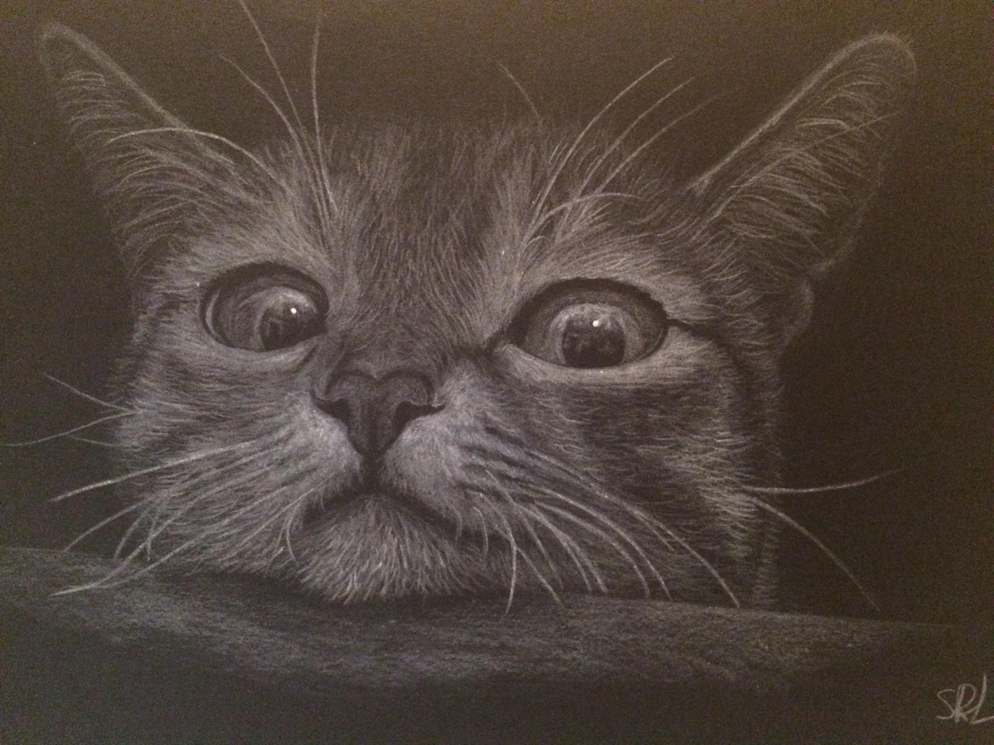 Pussycat, white pencil on black paper, A4 Art
