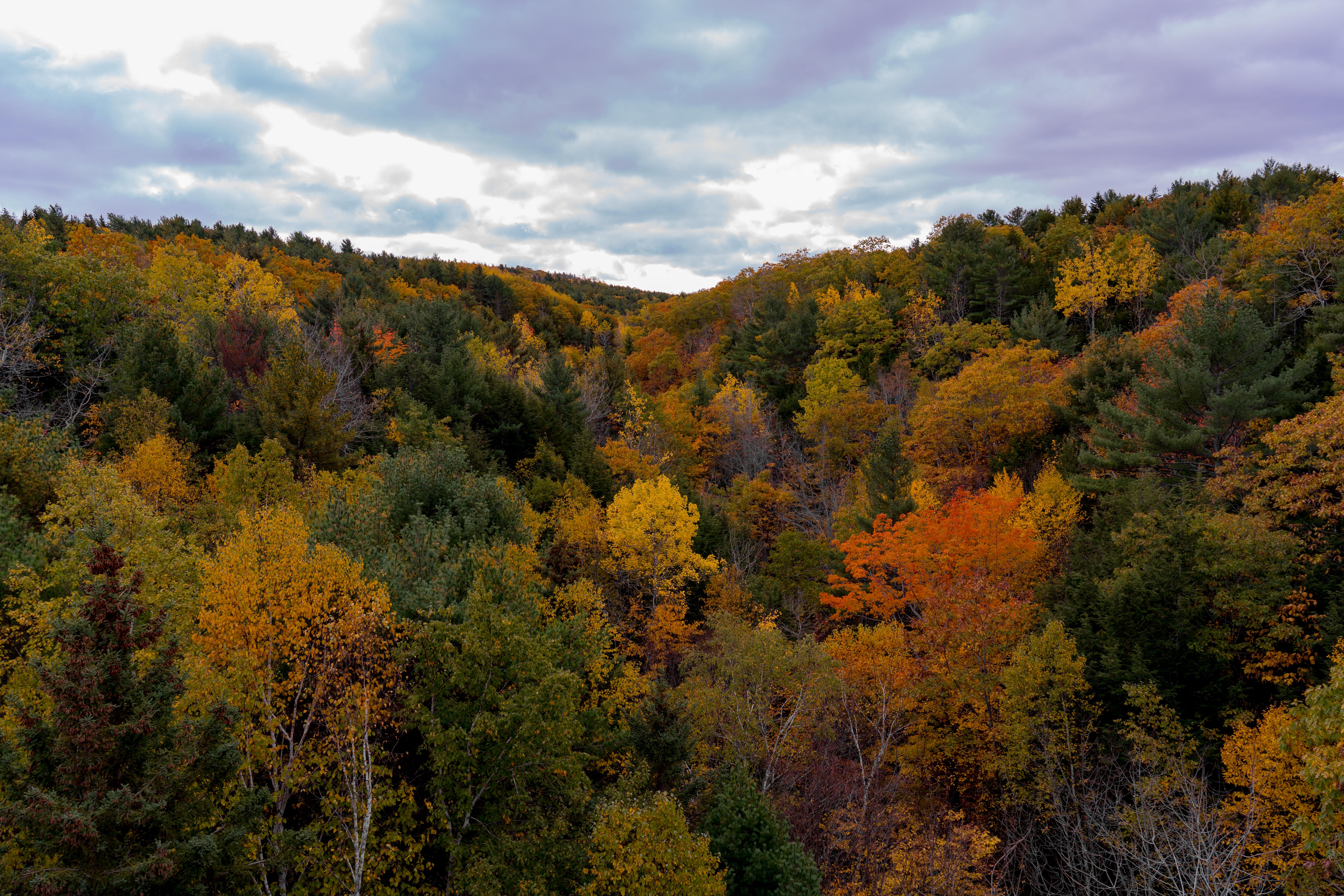 Fall Foliage Acadia National Park [6000 × 4000] [OC] EarthPorn