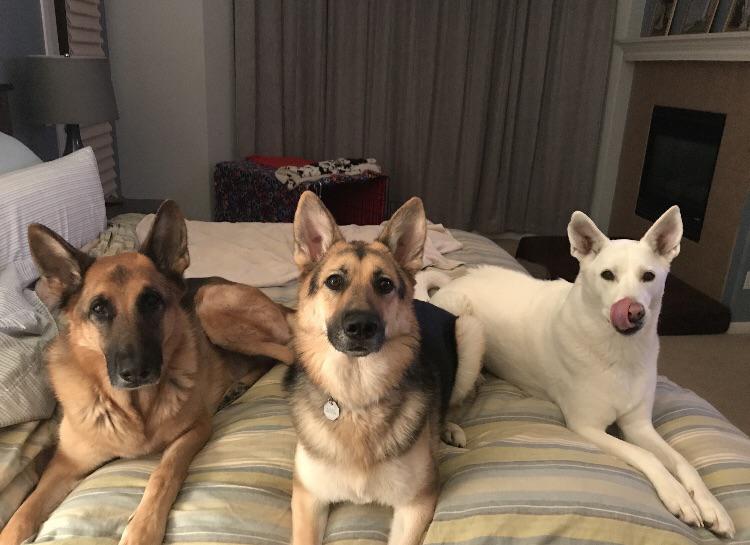 Ready for bed! r/germanshepherds