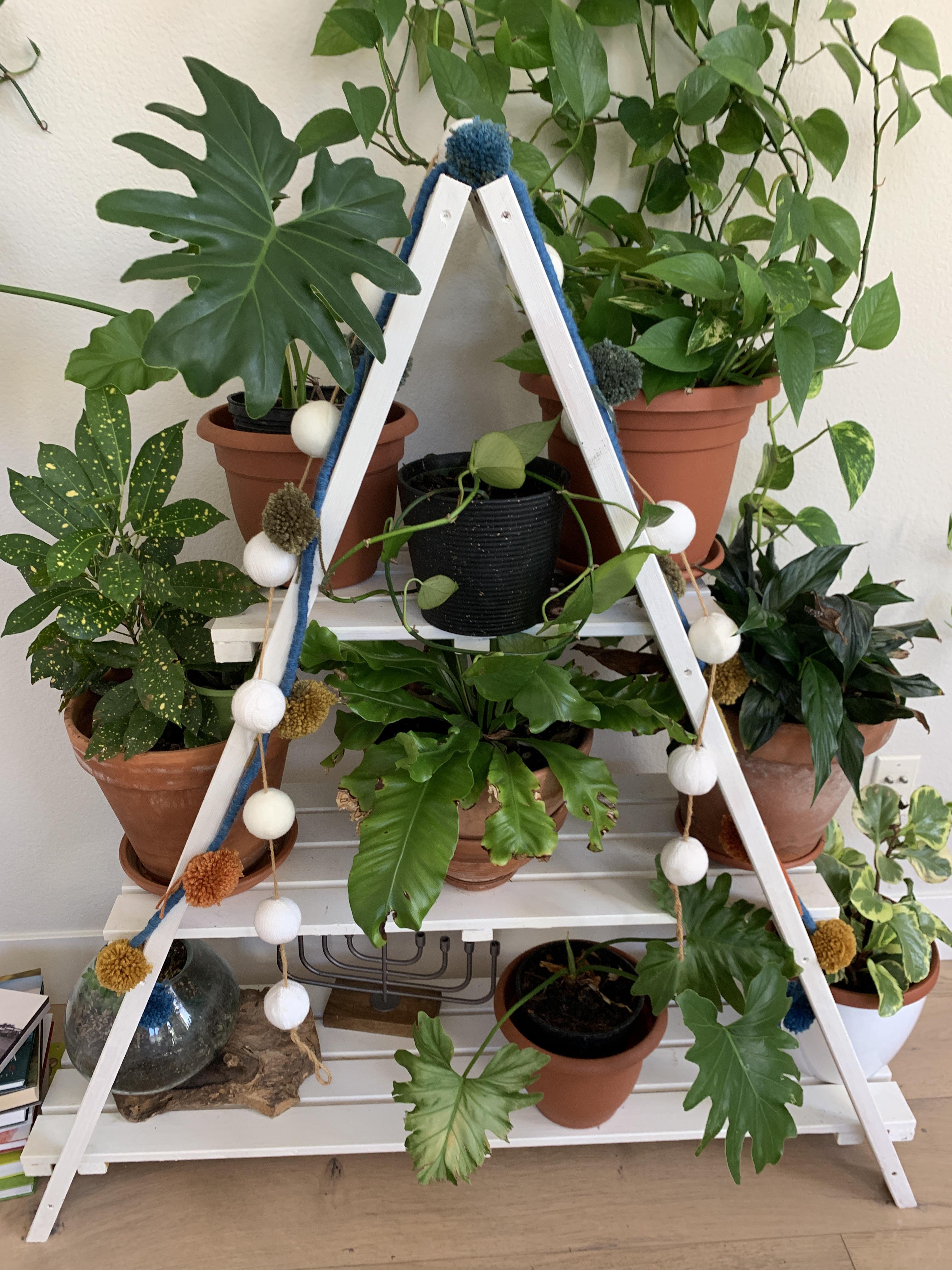 This is my plant clinic (i call it plant hospital). Help needed for