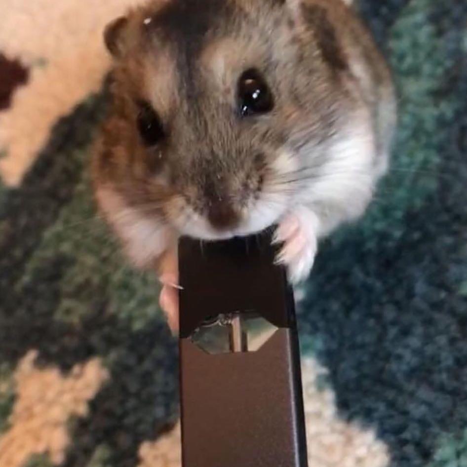 got the little guy on the rip stick r/juul