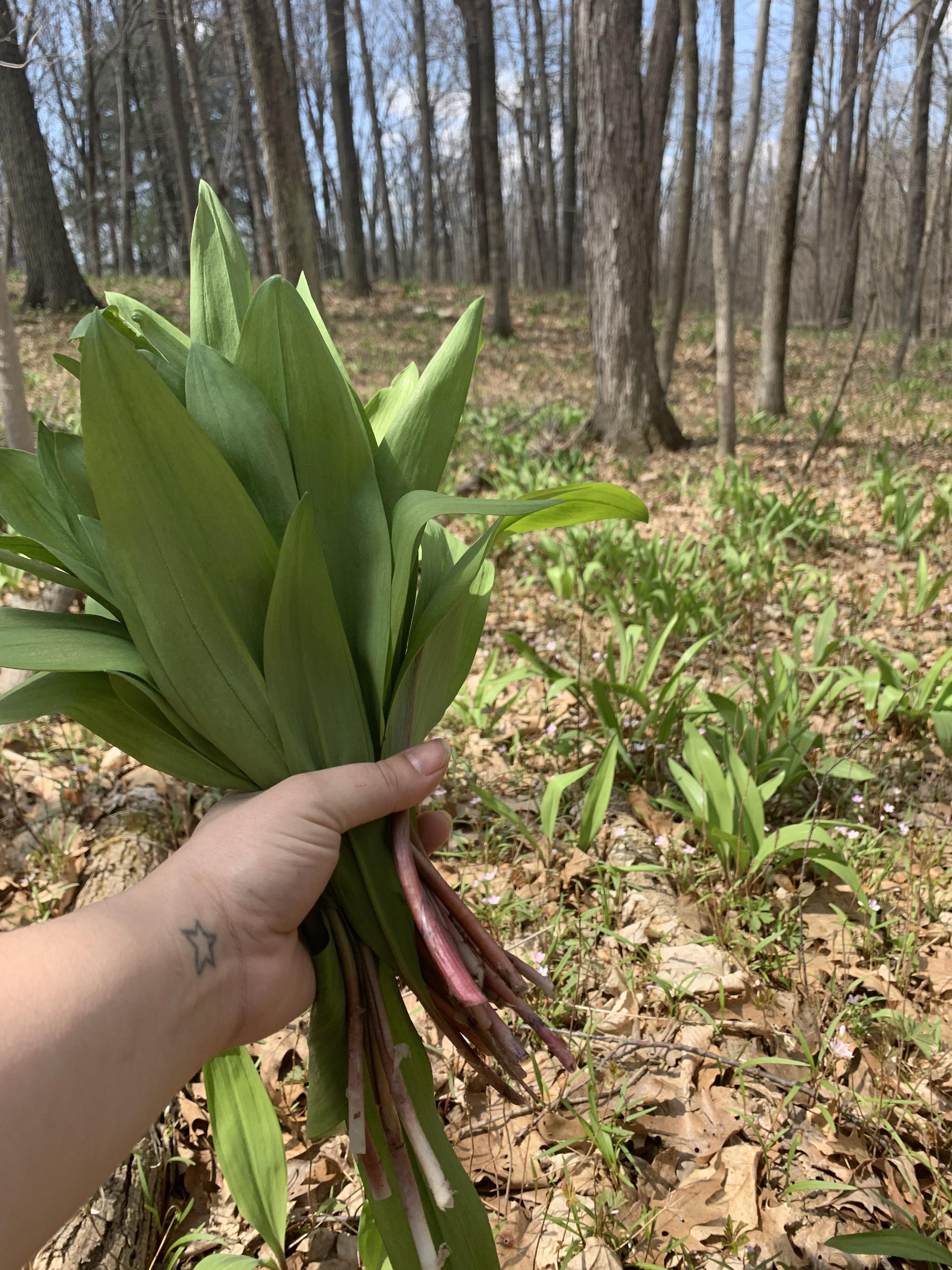 Ramp picking in Wisconsin ) r/foraging