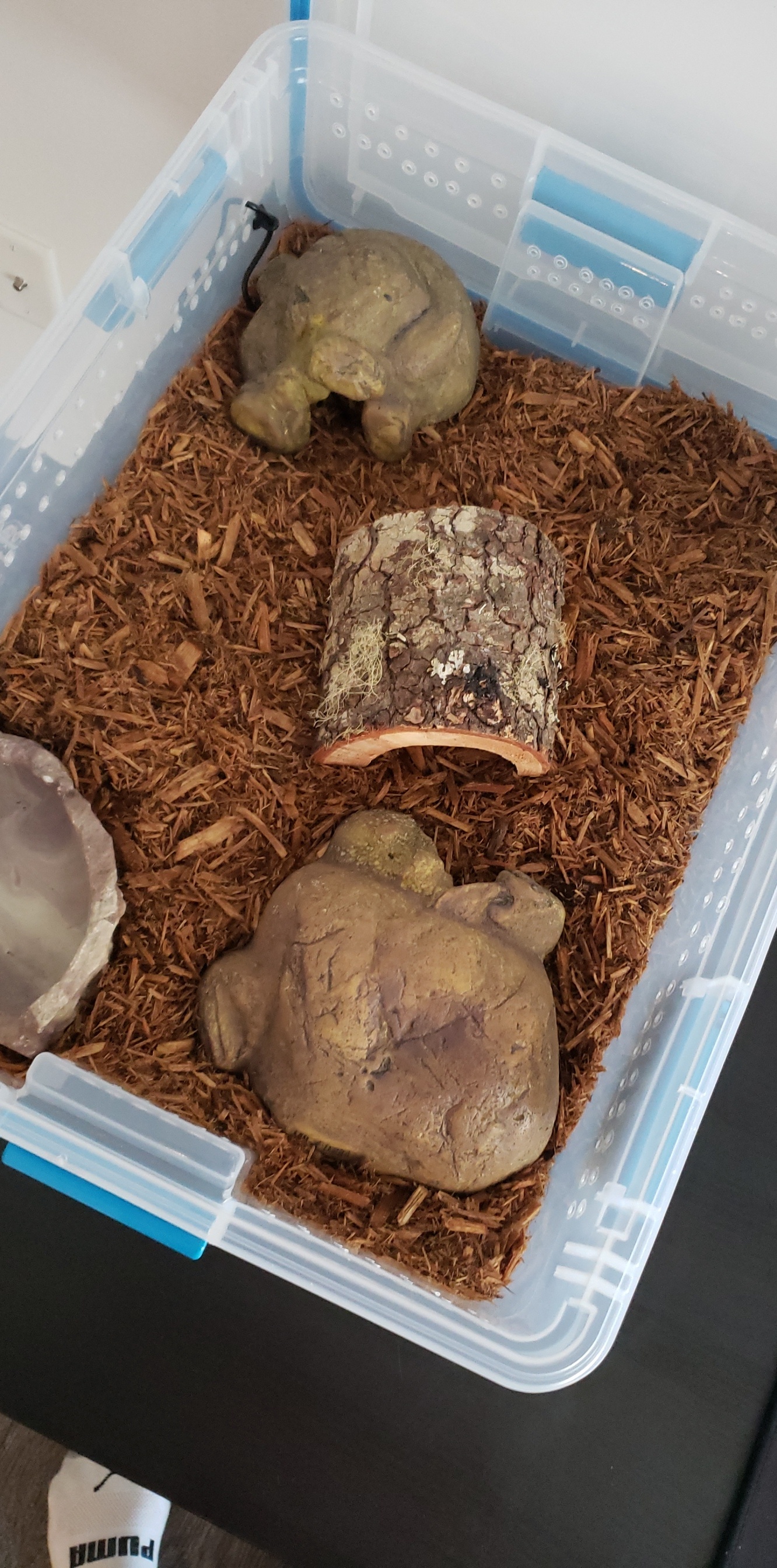 First ball python setup r/ballpython