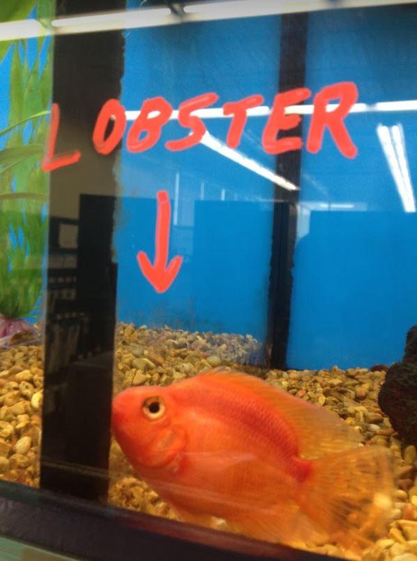 Rare breed of lobster found at Petco r/Aquariums